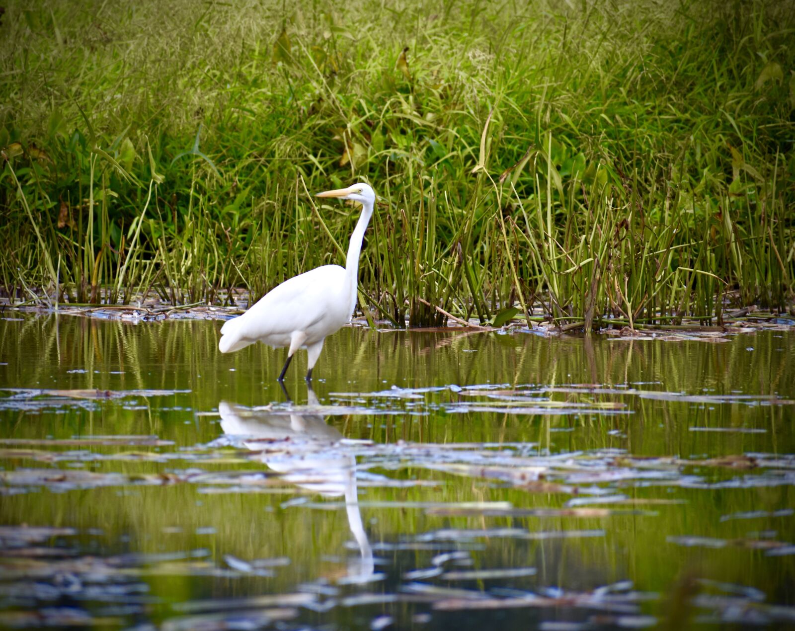 Nikon D3400 sample photo. Swan, grass, swamp photography