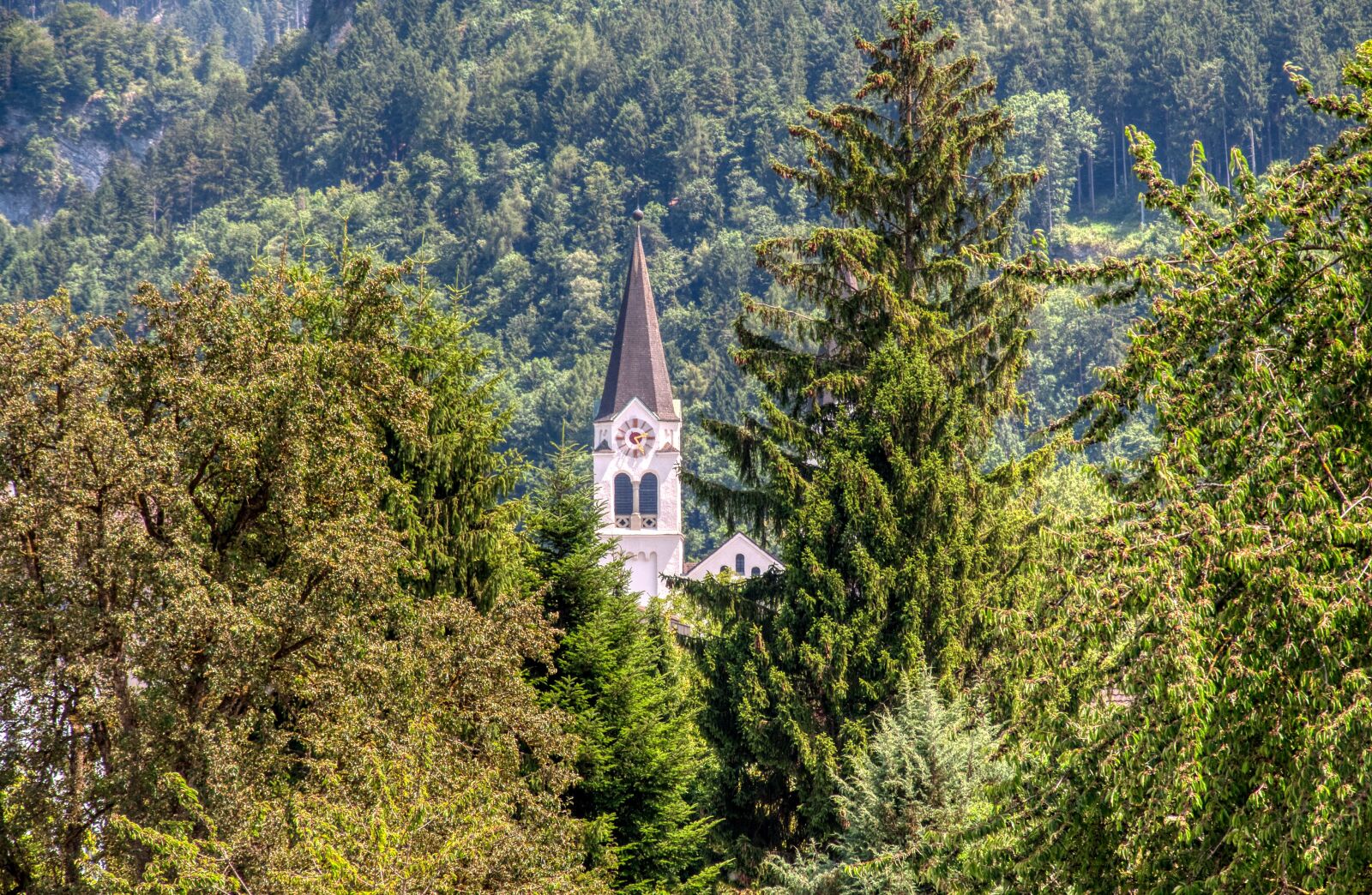 Nikon D5000 sample photo. Forest, trees, hidden photography