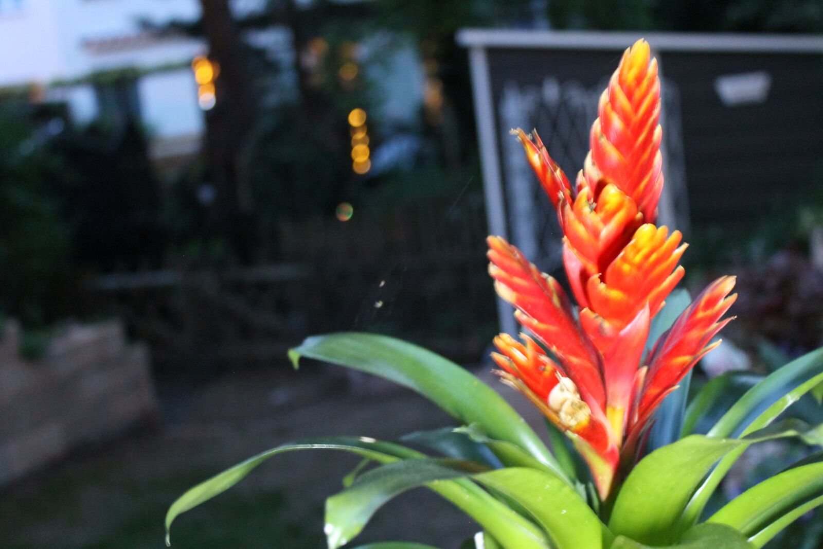 Canon EOS 1100D (EOS Rebel T3 / EOS Kiss X50) sample photo. Topfpflanze, blume, abend photography