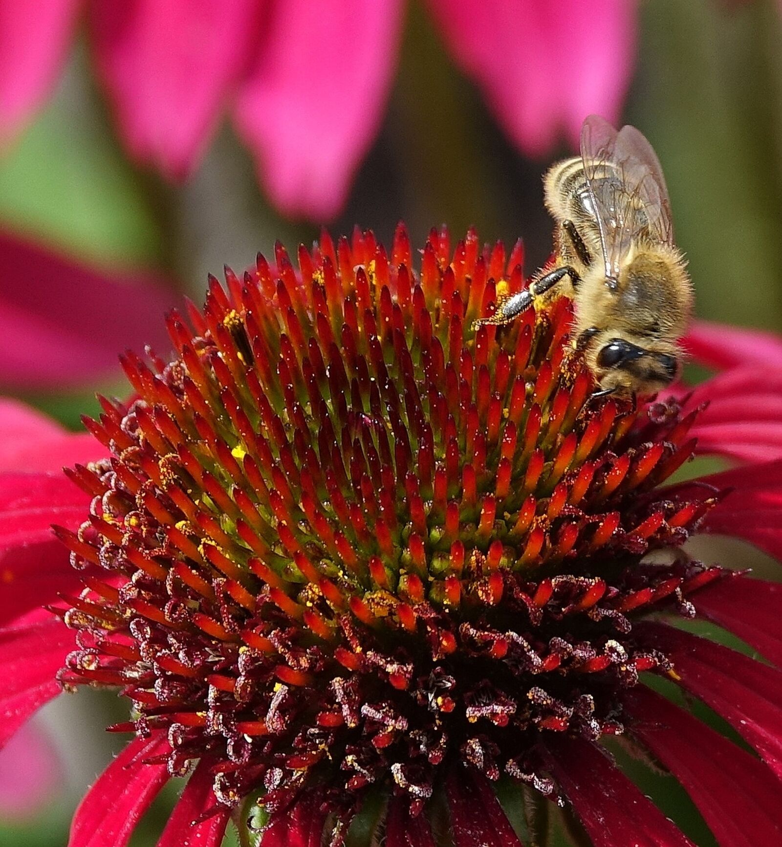 Sony Cyber-shot DSC-RX10 III sample photo. Flower, bee, nature photography