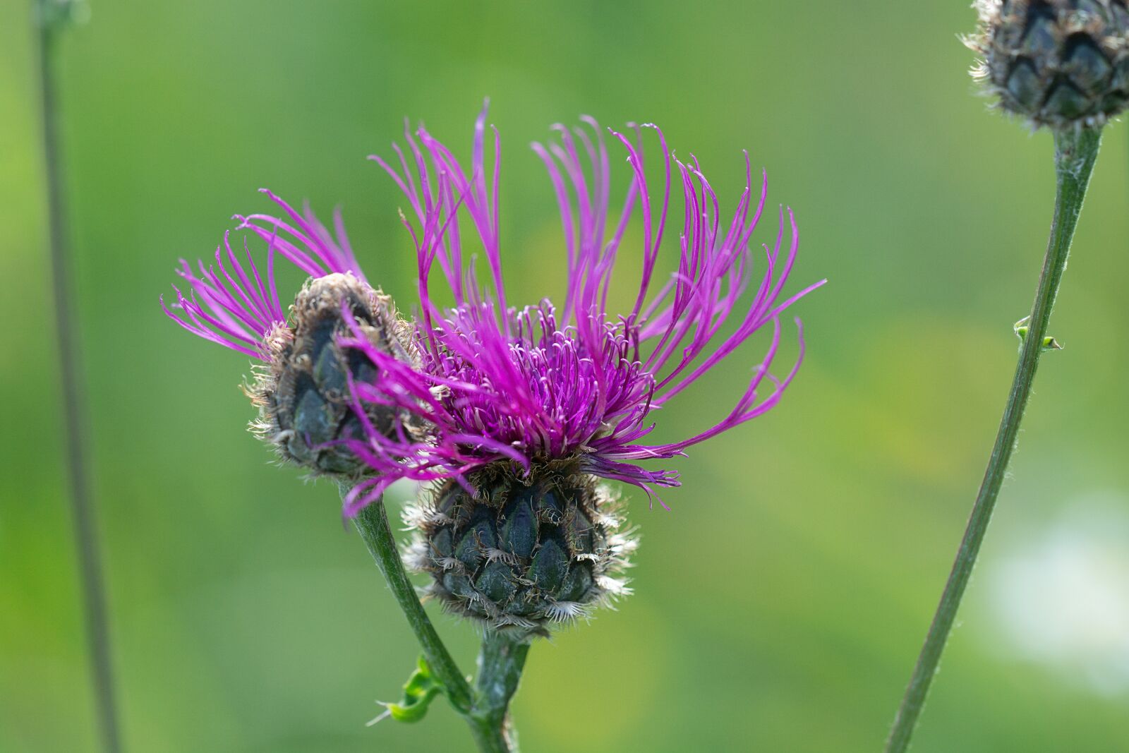 Nikon D7100 sample photo. Plant, flower, pink photography