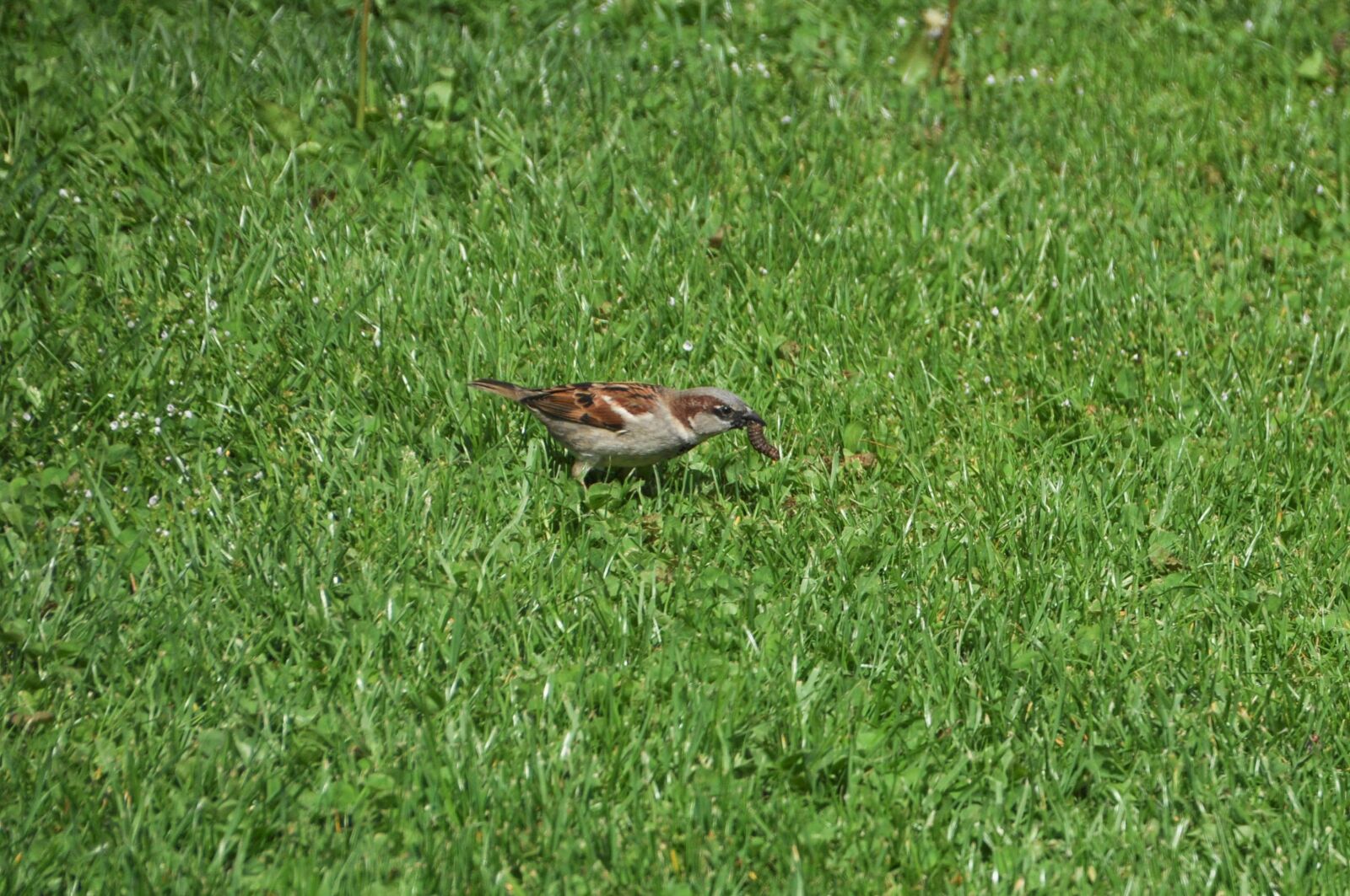 Nikon D90 sample photo. Bird, worm, eat photography