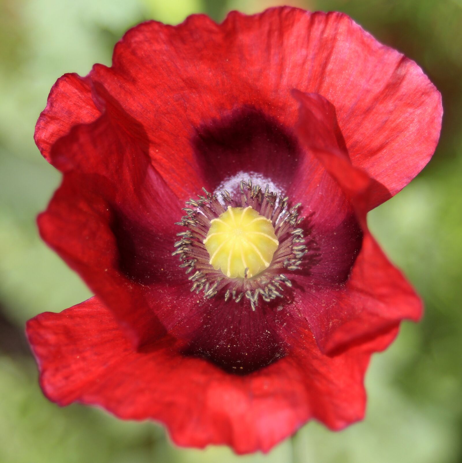 Canon EF 35-80mm f/4-5.6 USM sample photo. Poppy, red, nature photography