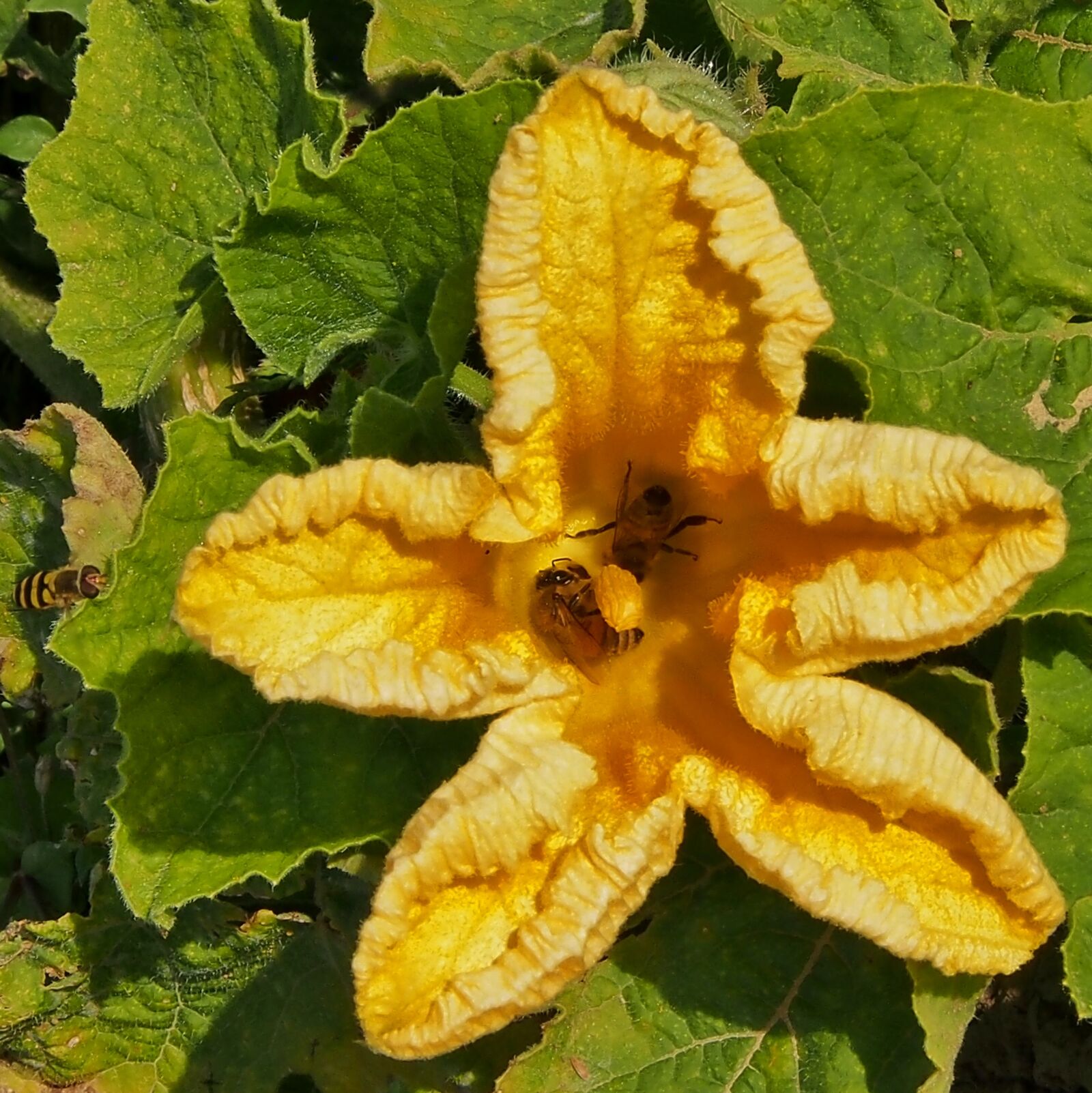 Olympus OM-D E-M5 sample photo. Yellow flower, pumpkin blossom photography