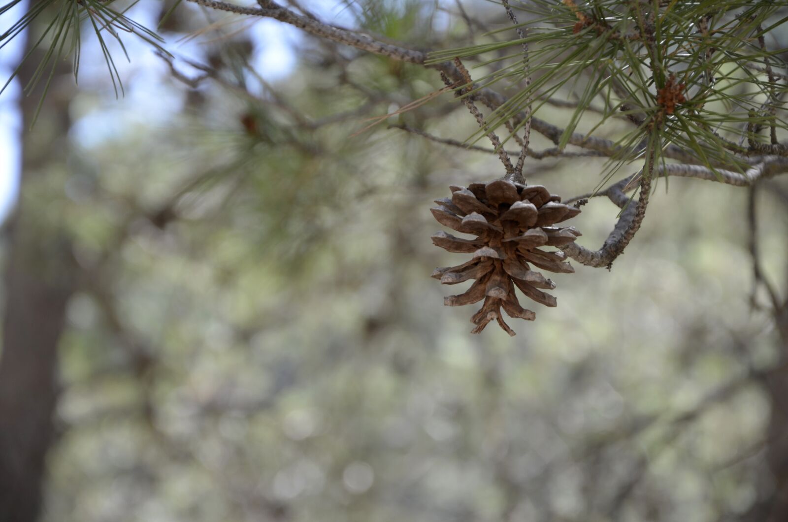 Nikon D5100 sample photo. Tree, nature, open air photography