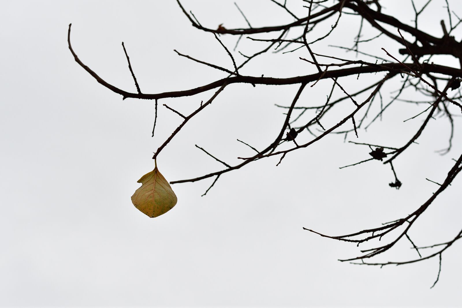 Nikon D7500 sample photo. Leaves, fallen leaves, branch photography