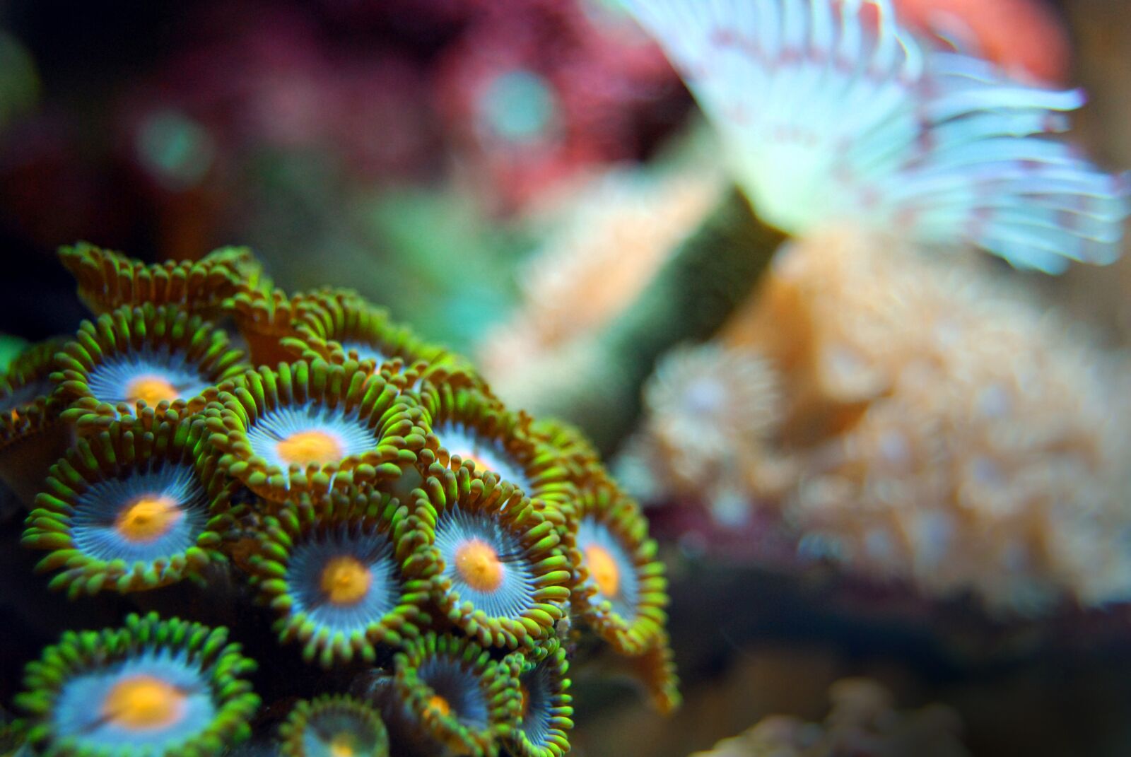 Nikon D40X sample photo. Coral, reef, sea photography