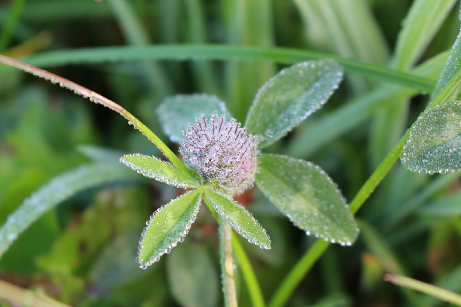 Canon EOS 100D (EOS Rebel SL1 / EOS Kiss X7) sample photo. Plant, klee, morning photography