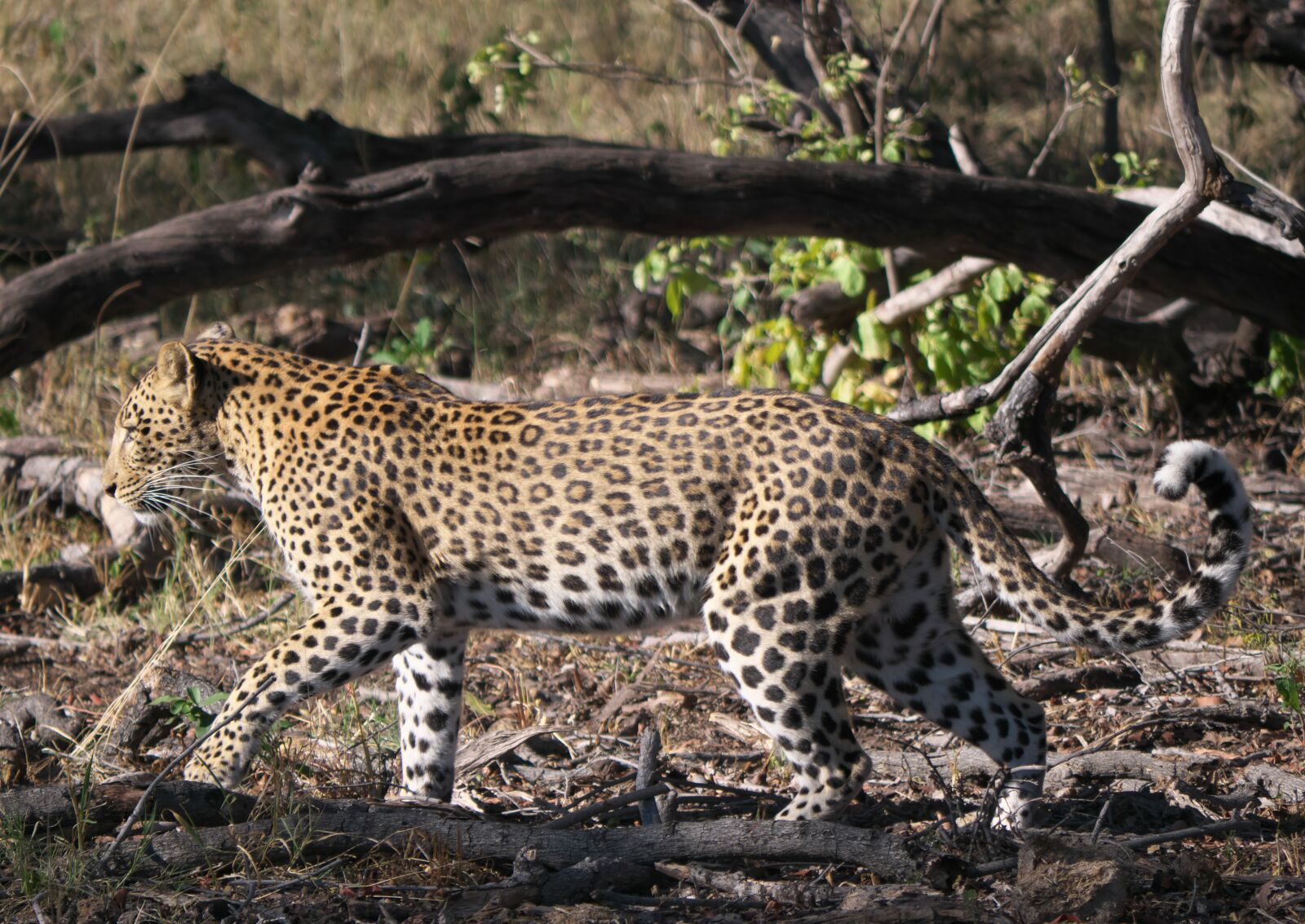 Panasonic Lumix DC-G9 sample photo. Leopard, africa, safari photography