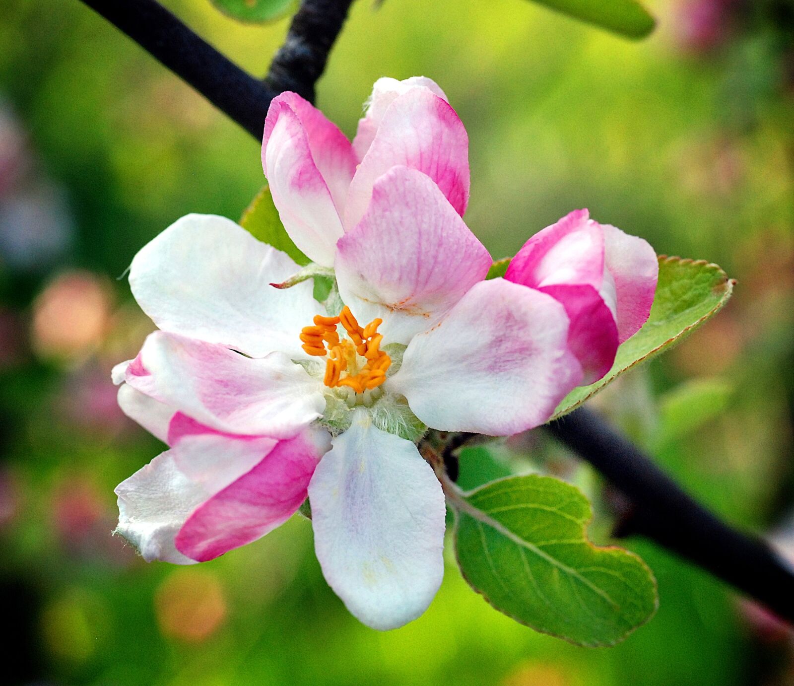 Nikon D80 sample photo. Flower, apple, spring photography