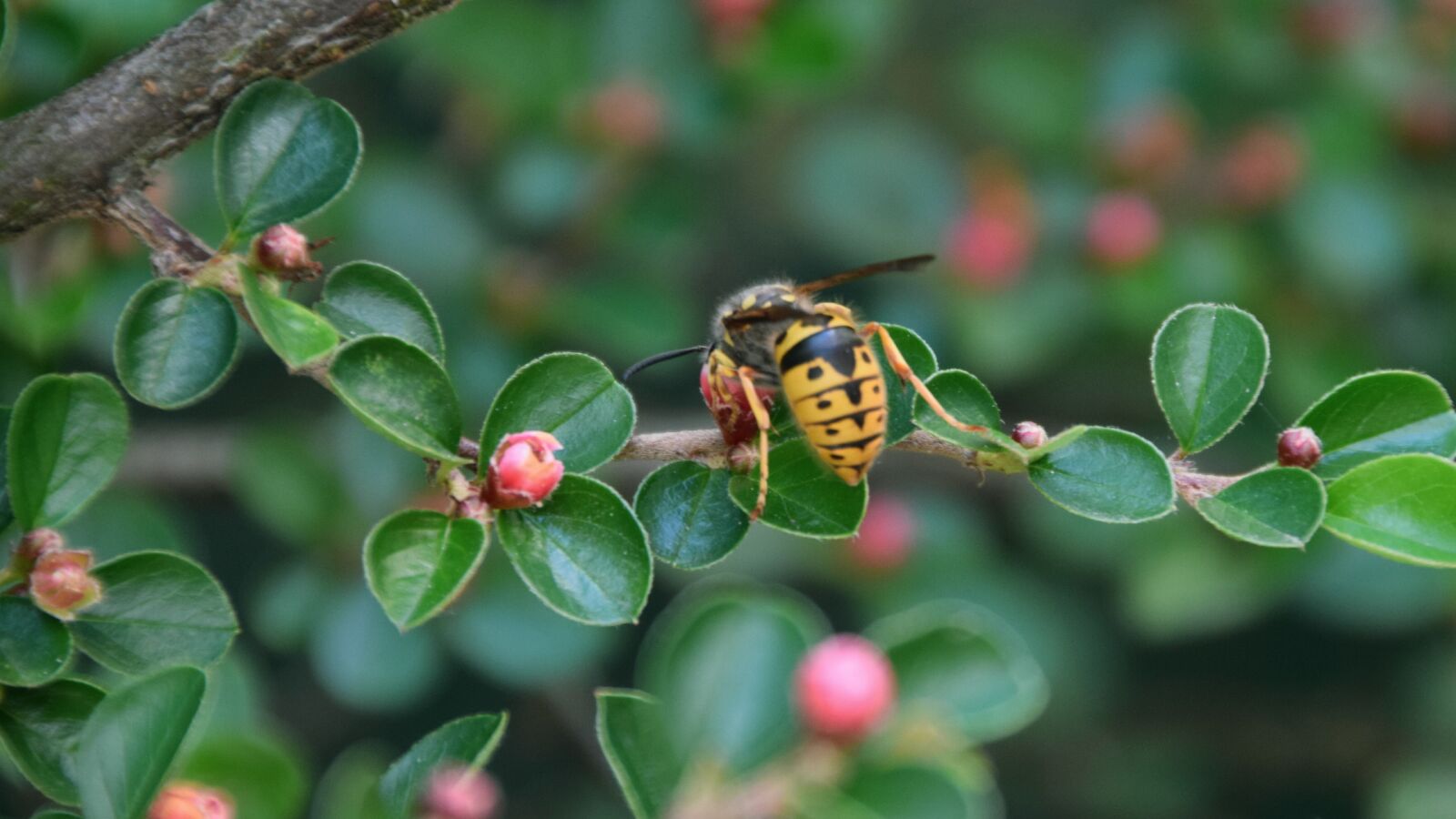 Nikon D3300 sample photo. Wasp, bush, hellevoetsluis photography