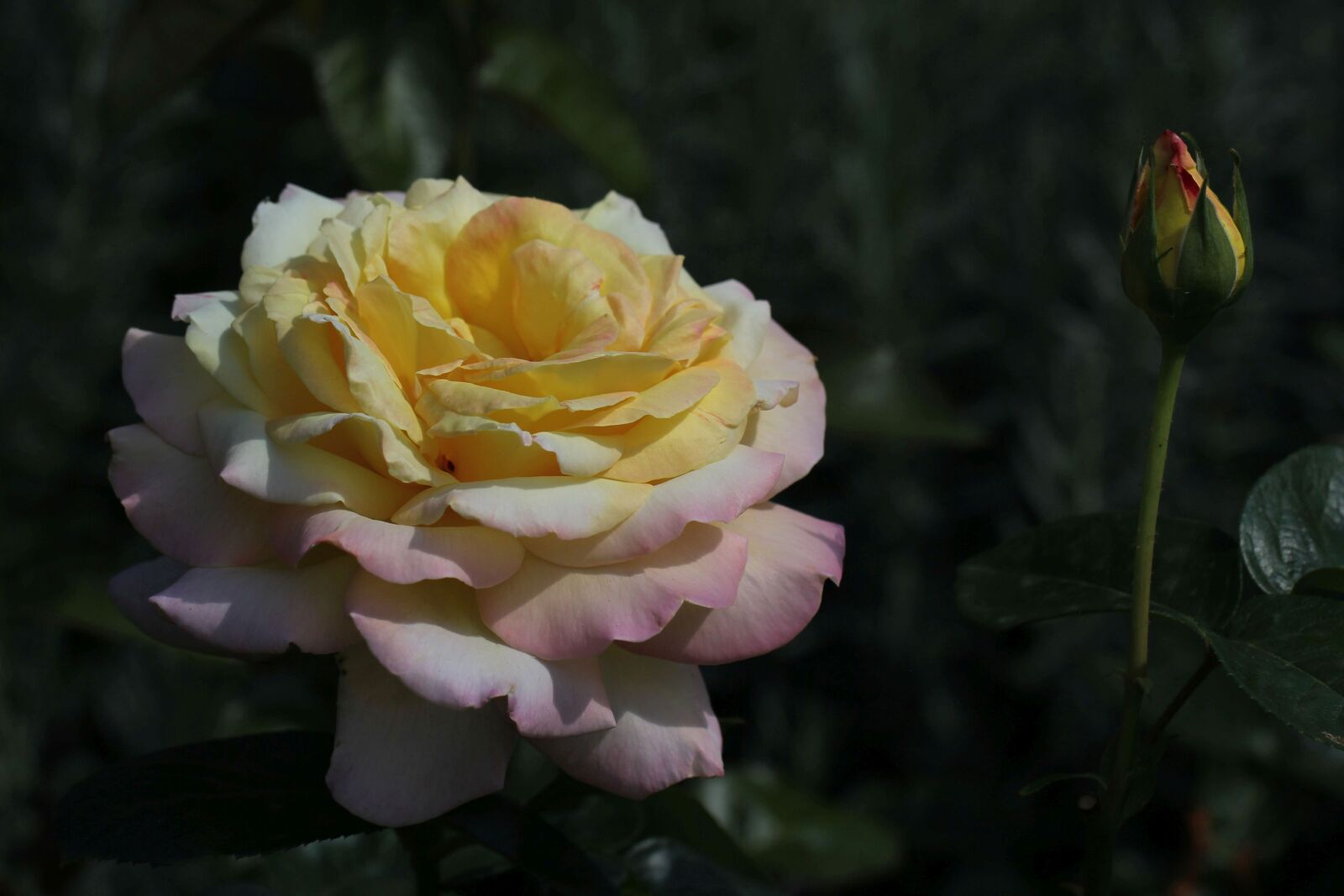 Canon EF 100mm F2.8L Macro IS USM sample photo. Rose, flower, plant photography
