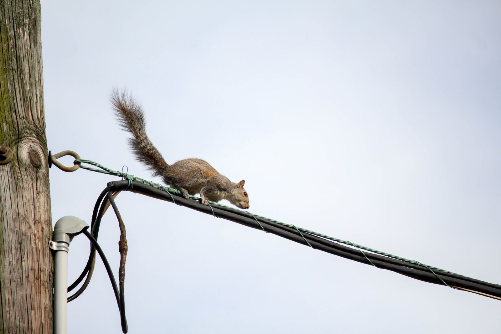 Canon EOS 700D (EOS Rebel T5i / EOS Kiss X7i) sample photo. Bird, nature, sky photography