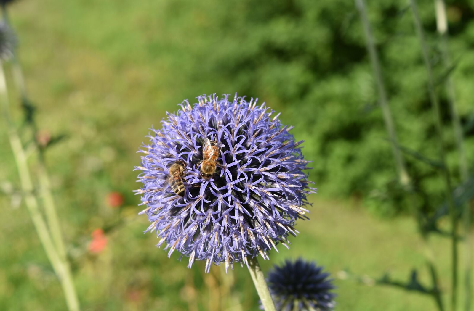 Nikon D5500 sample photo. Echinops bannaticus, echinops, blue photography