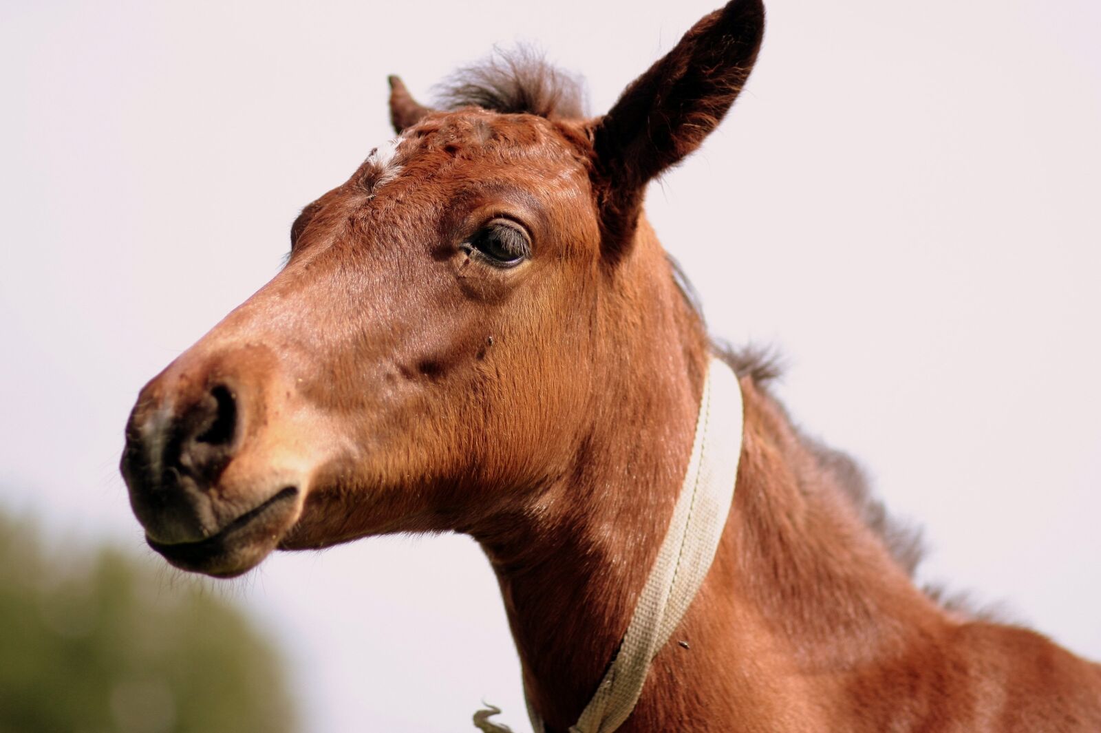 Canon EOS 450D (EOS Rebel XSi / EOS Kiss X2) sample photo. Horse, brown, equine photography