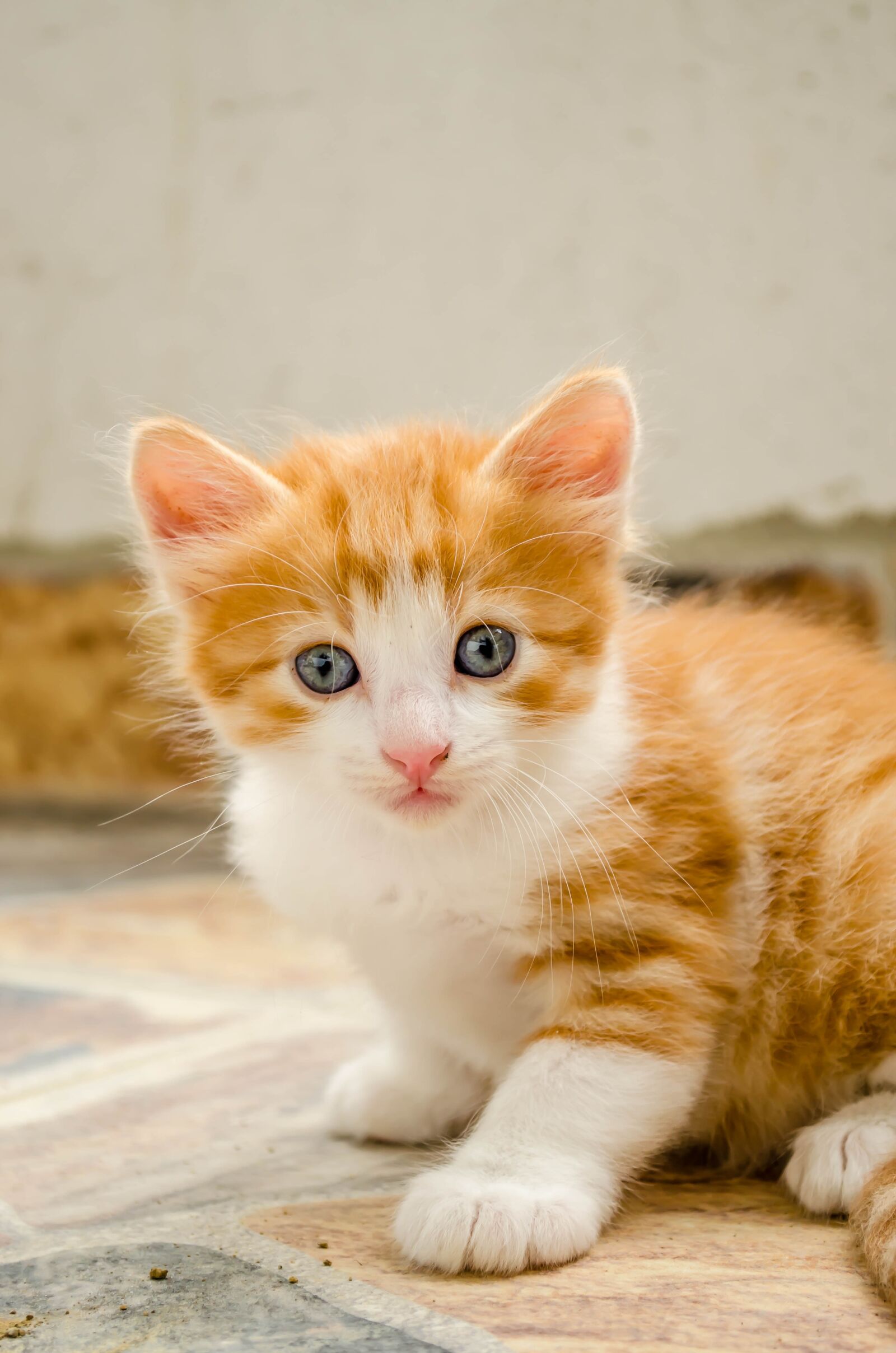 Nikon D5100 sample photo. Pet, cat, portrait photography