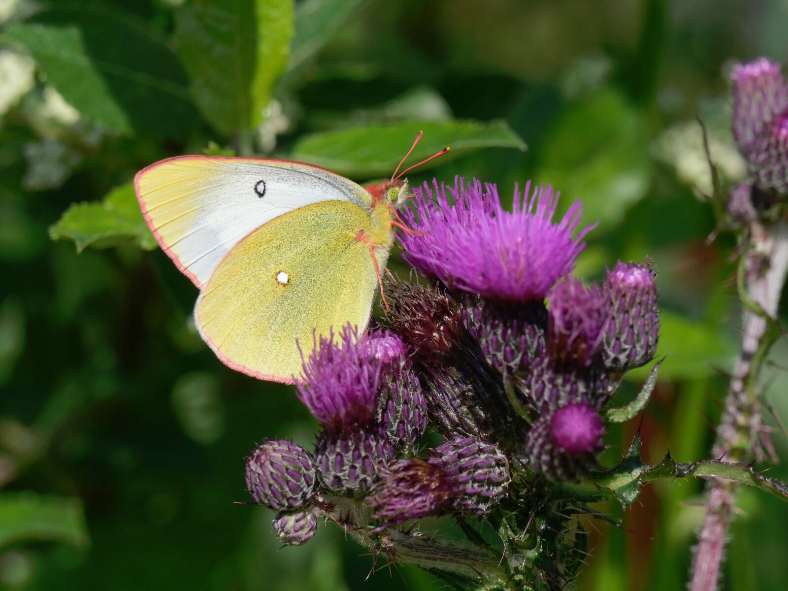 Panasonic Lumix DC-GX9 sample photo. Moor, clouded yellow, thistle photography