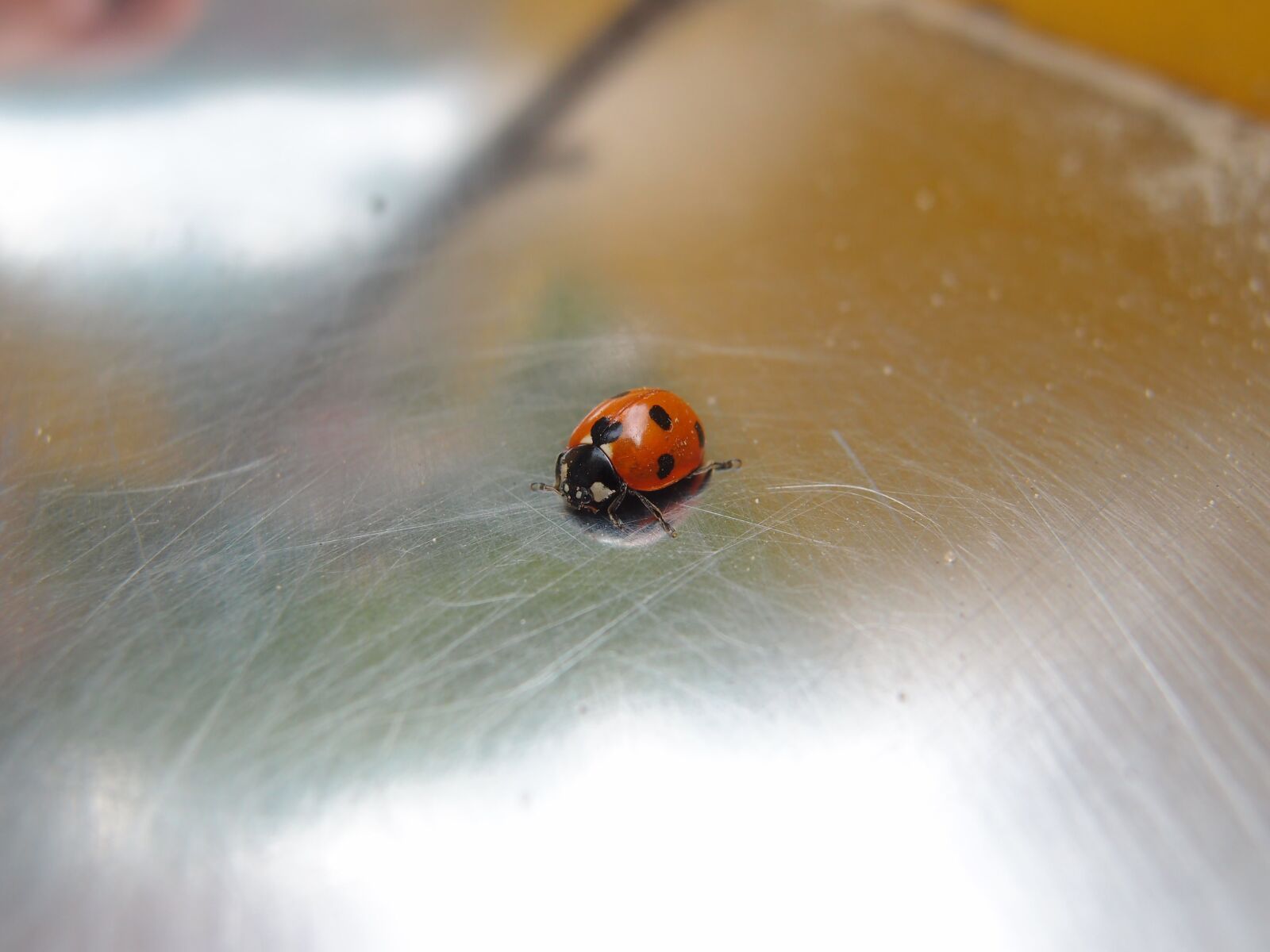 Olympus XZ-1 sample photo. Insect, ladybug, beetle photography