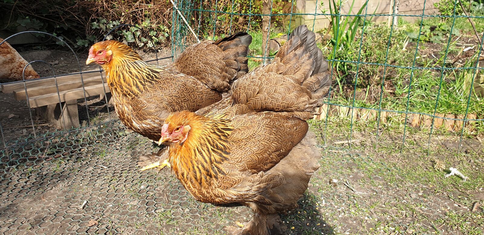 Samsung Galaxy S9 sample photo. Chickens, poultry, brahma photography