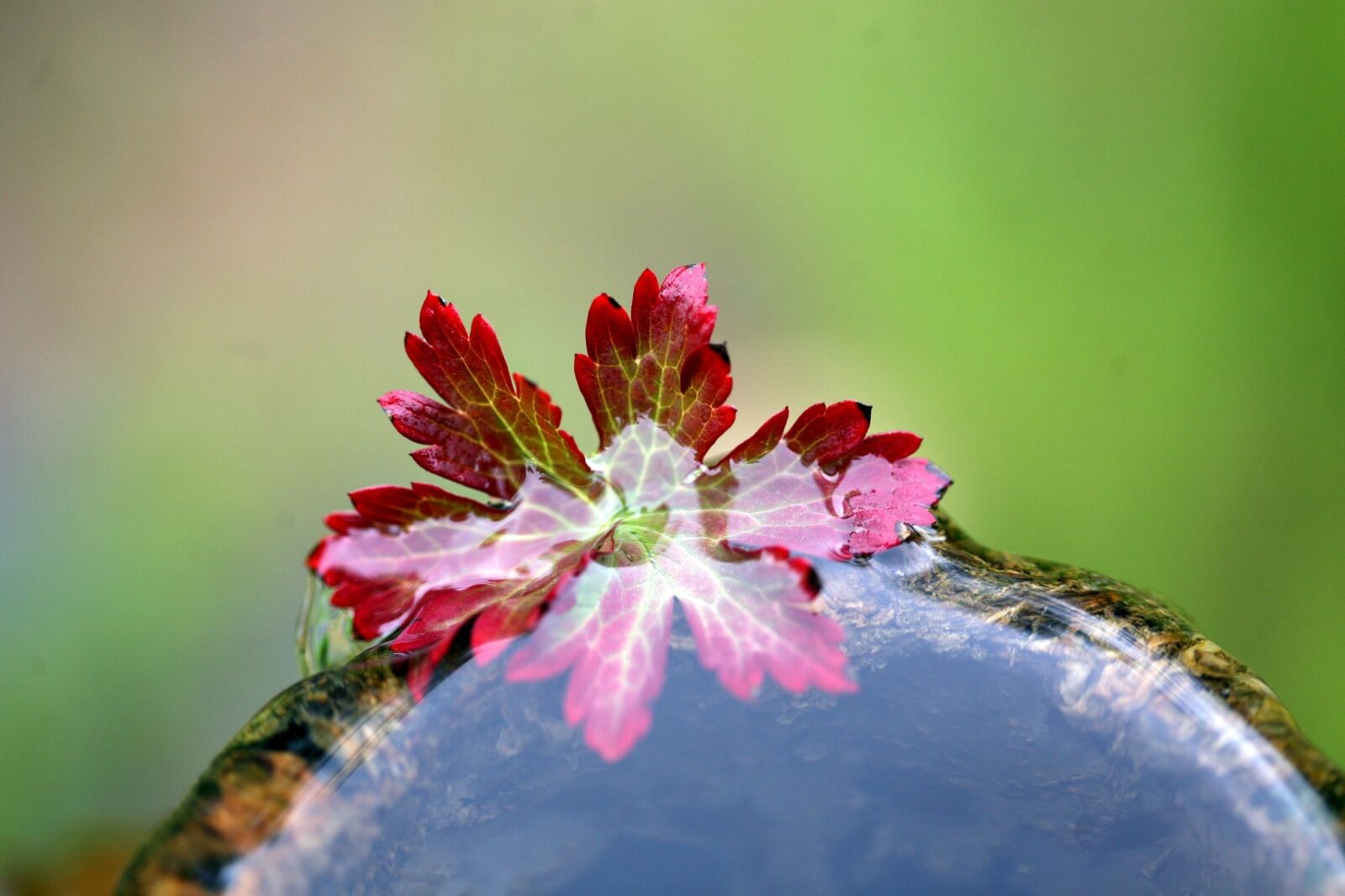 Canon EOS 5D sample photo. Autumn foliage, water plant photography