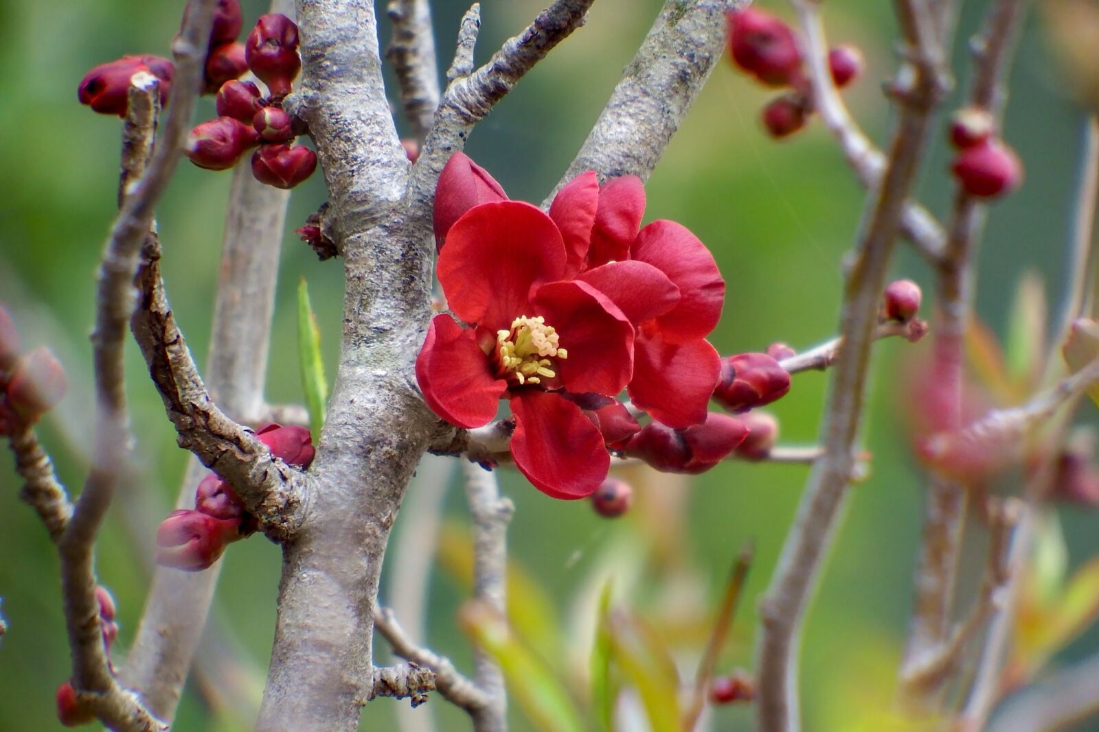 Fujifilm FinePix S1 sample photo. Japan, natural, plant photography