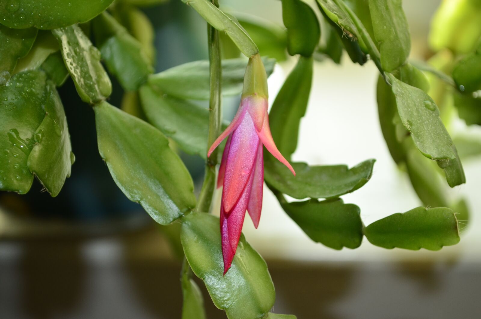 Nikon D5100 sample photo. Decembrist, flower, zigokaktus photography