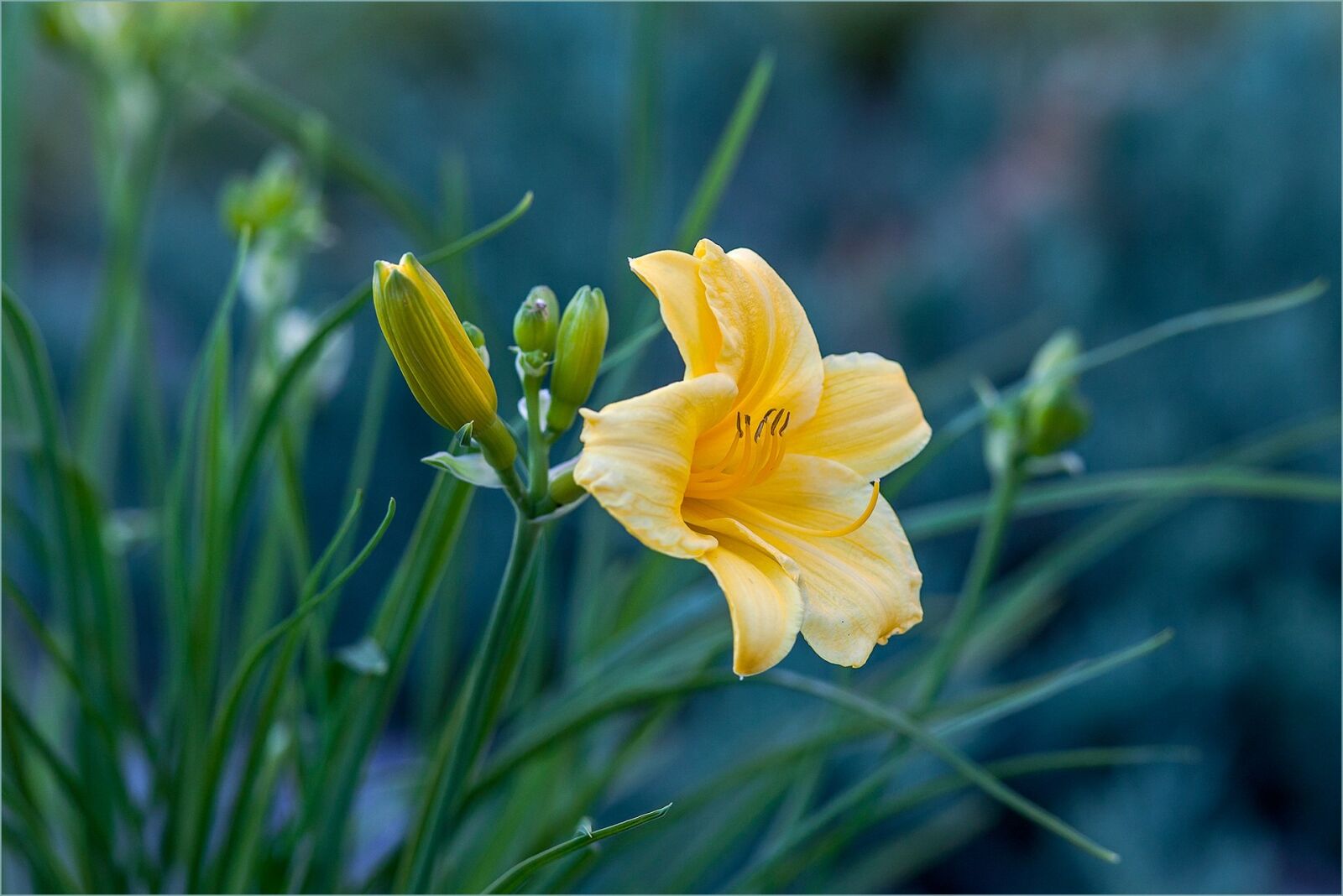 Canon EOS 5D Mark II sample photo. Day-lily, yellow, flower photography