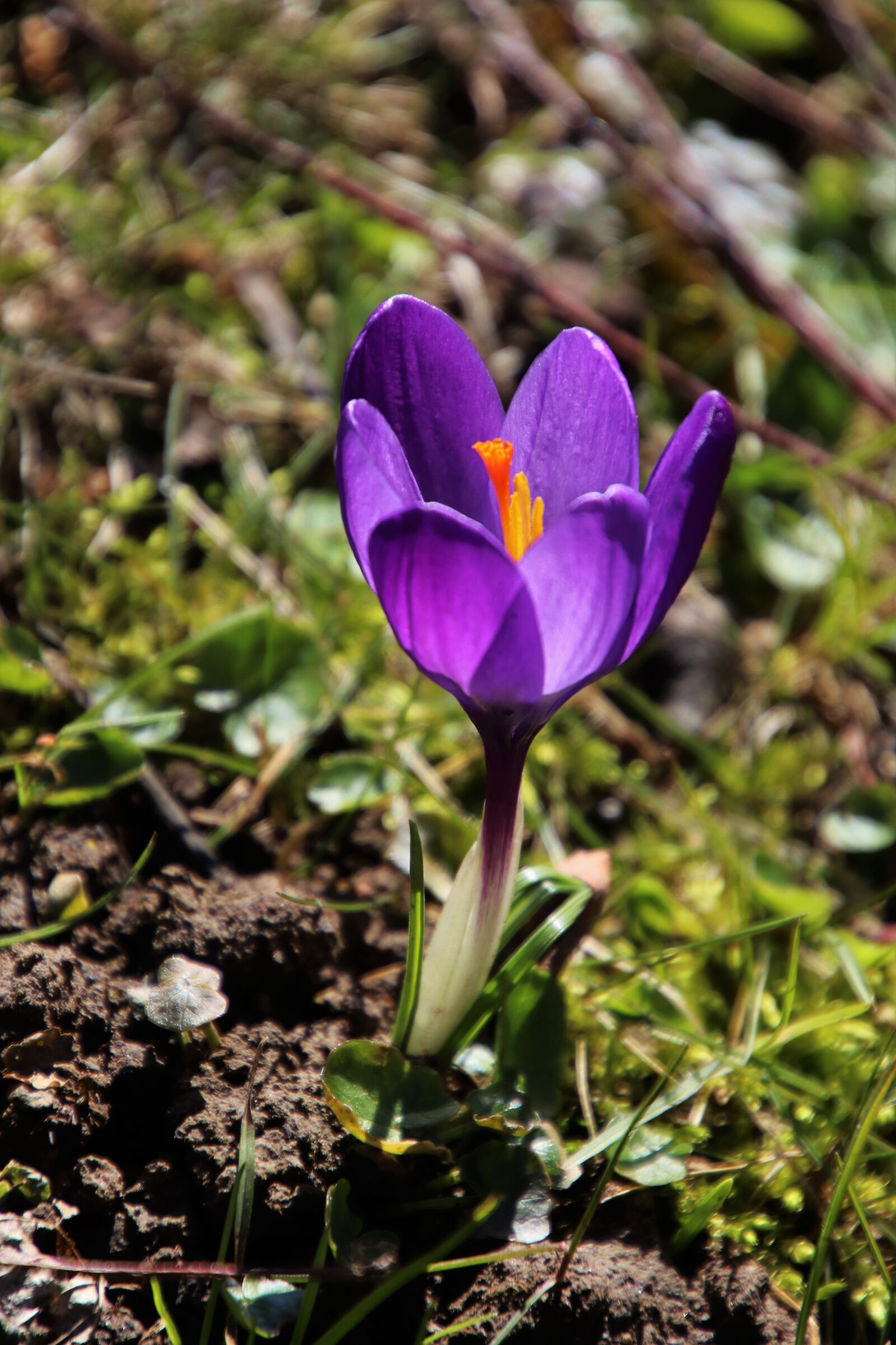 Canon EOS 80D sample photo. Spring, one, krokus photography