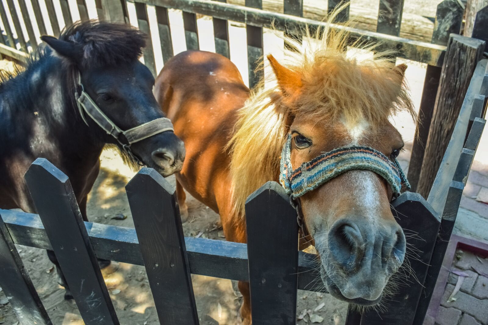 Nikon D3300 sample photo. Horse, pony, animal photography