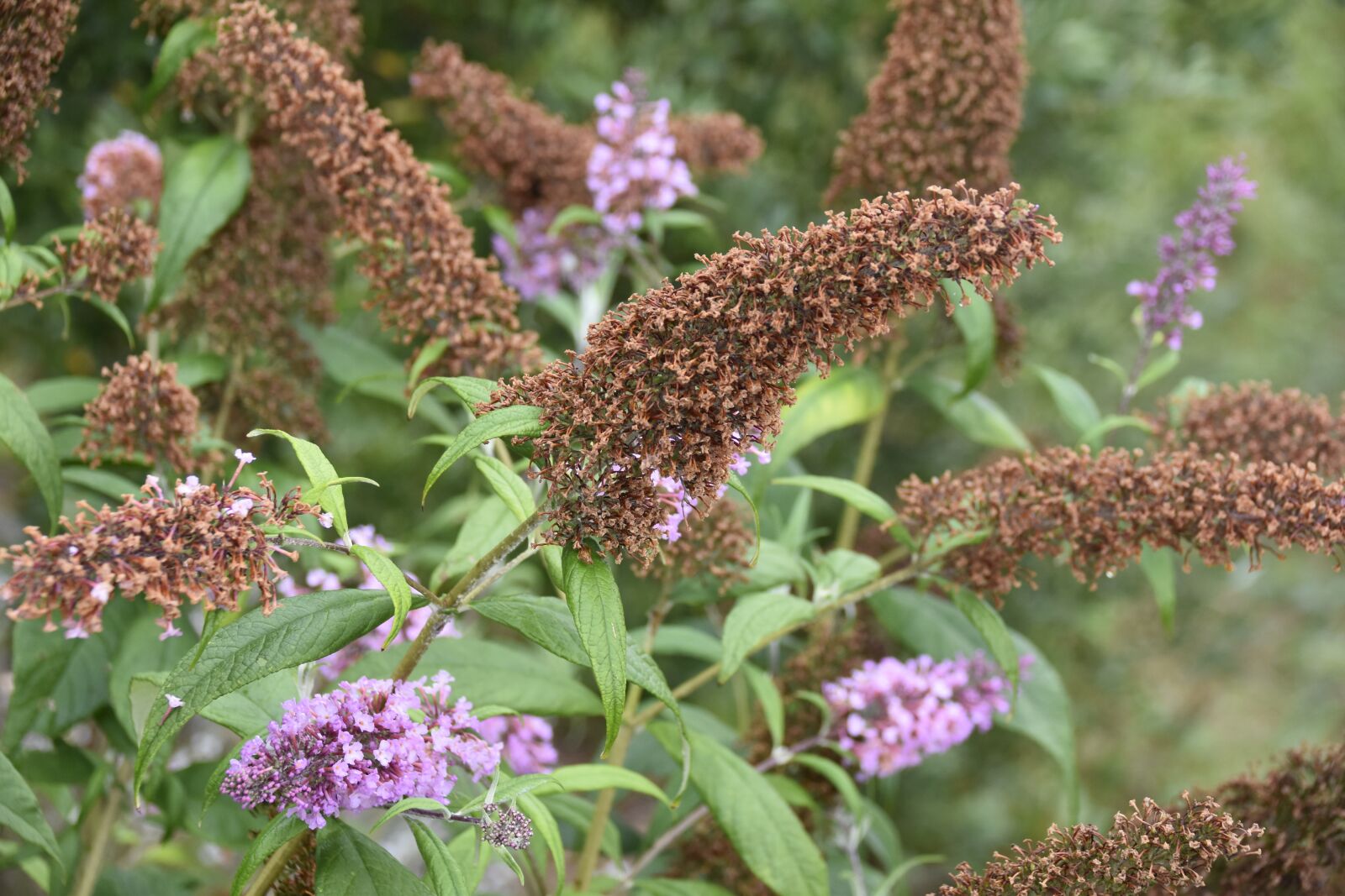 Nikon D5600 sample photo. Shrub, butterfly, faded flowers photography