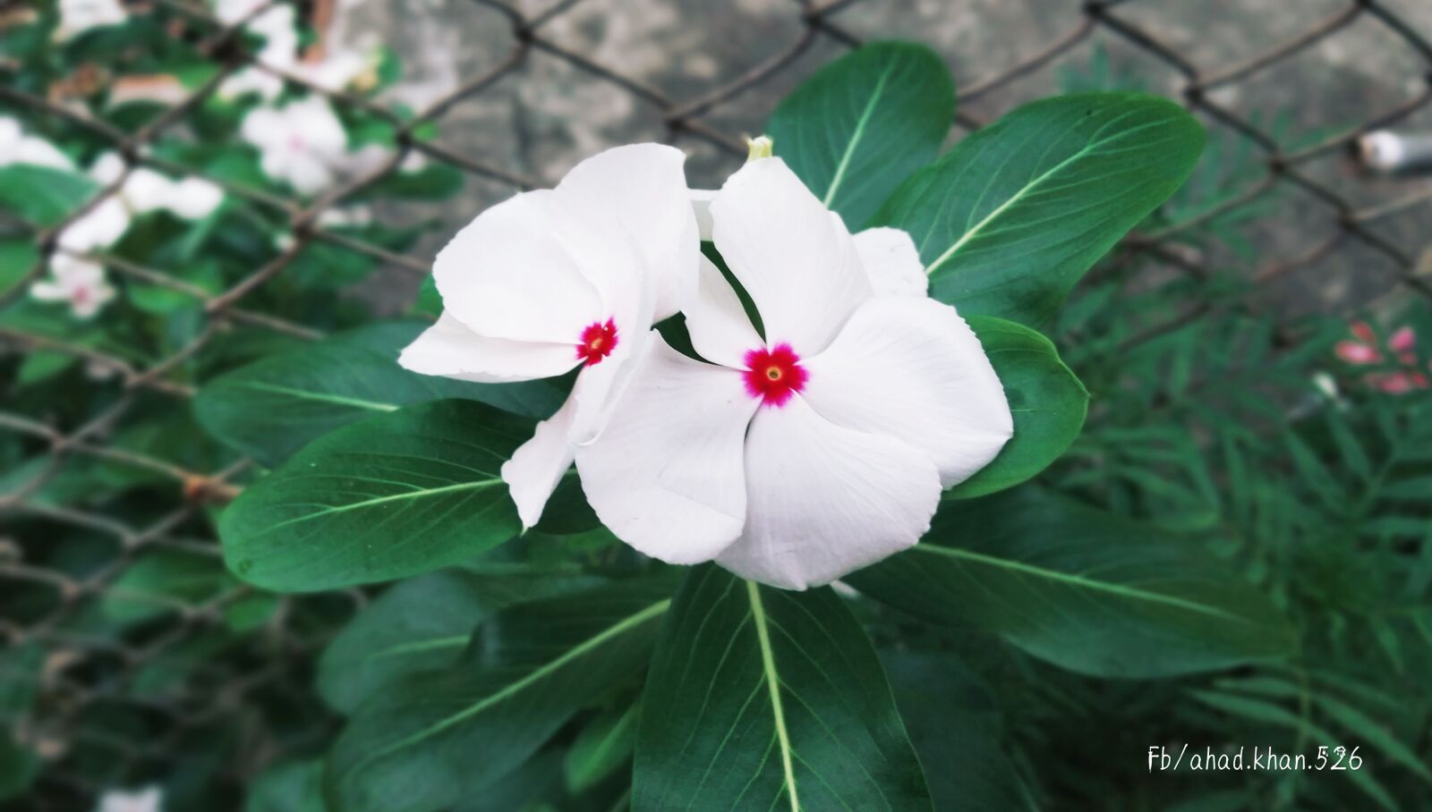 Xiaomi Redmi Note 5 Pro sample photo. Banner, hearts, love photography