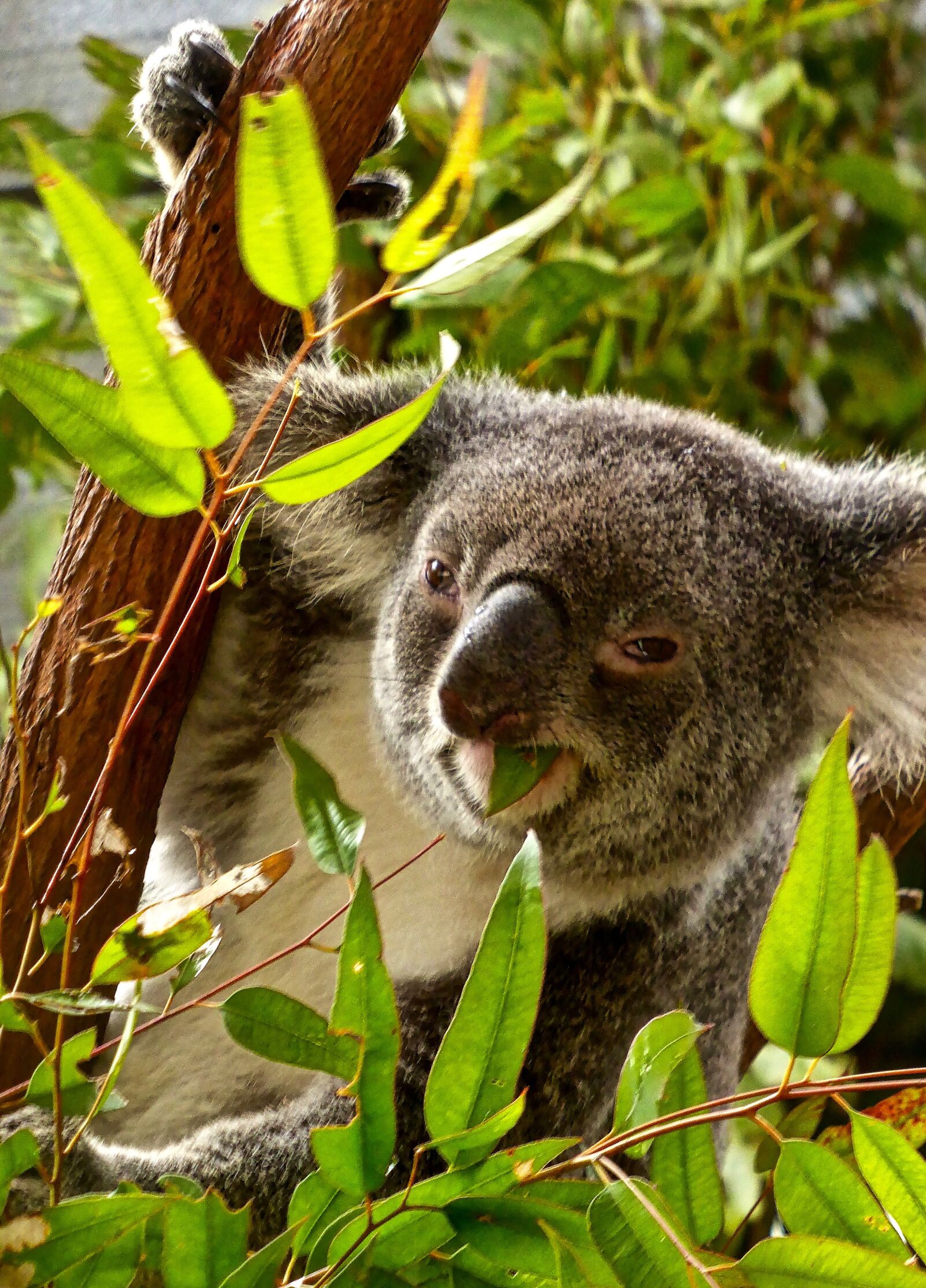 Panasonic DMC-TZ41 sample photo. Koala, eating, bear photography