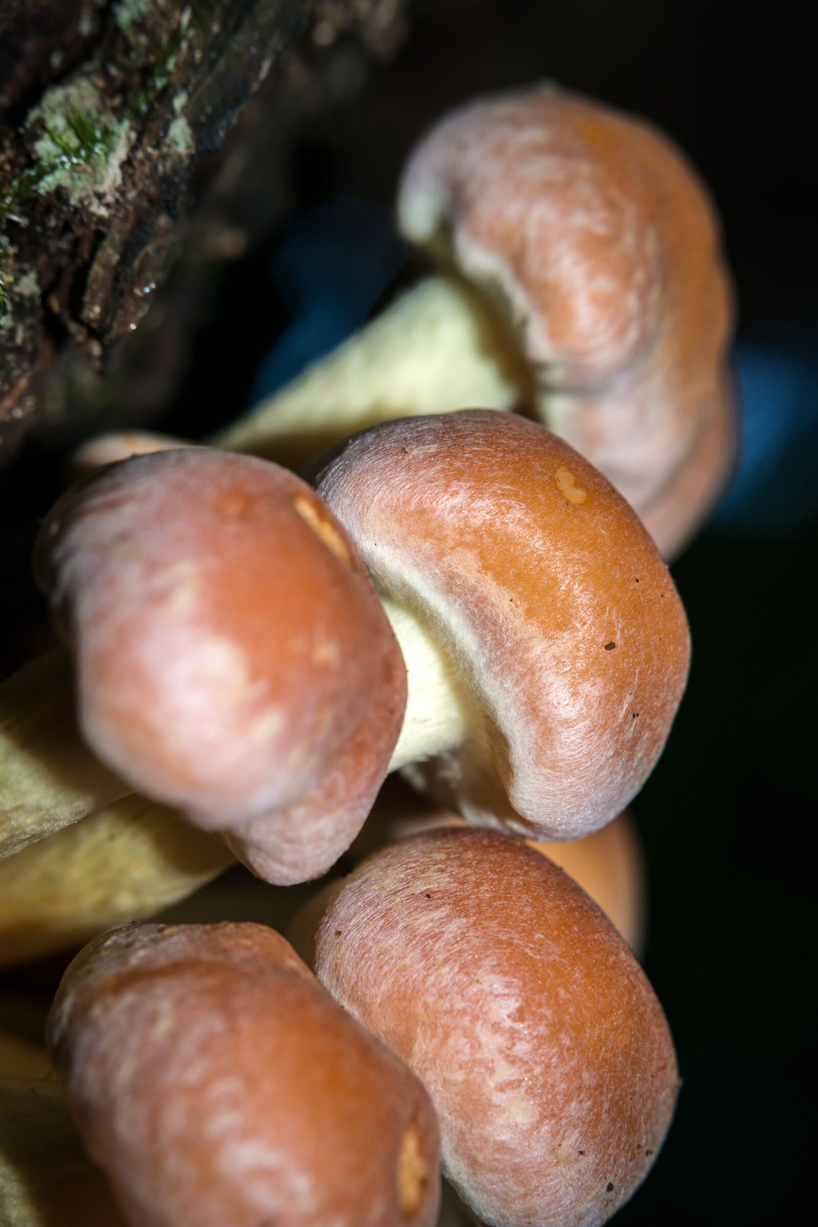 Samsung NX300M sample photo. Mushroom, autumn, hypholoma sublateritium photography