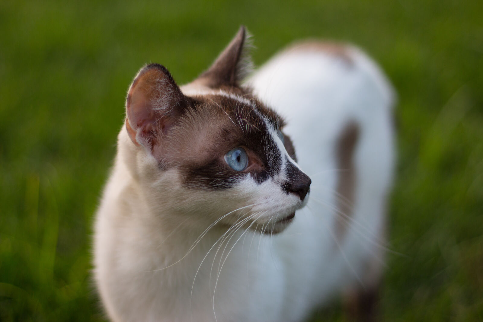 Canon EOS 700D (EOS Rebel T5i / EOS Kiss X7i) sample photo. Animal, big, eyes, blue photography