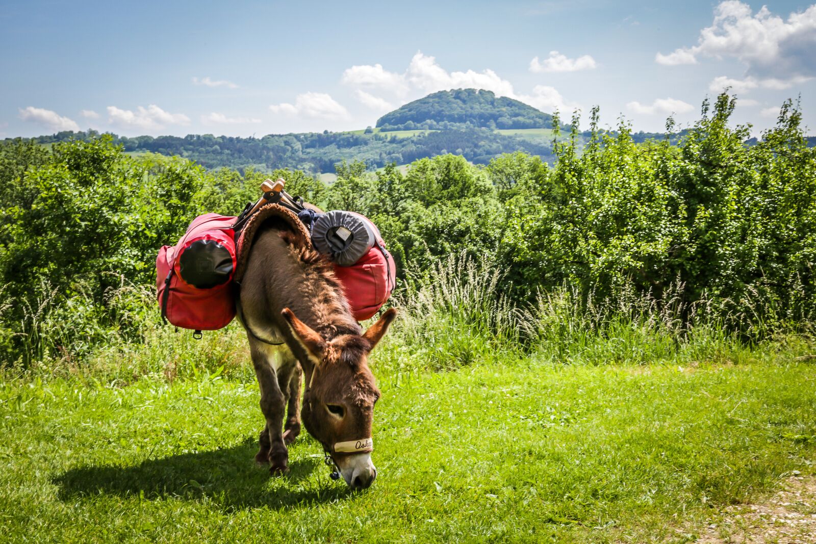 Canon EF 24-105mm F4L IS USM sample photo. Hohenstaufen, donkey, trekking photography