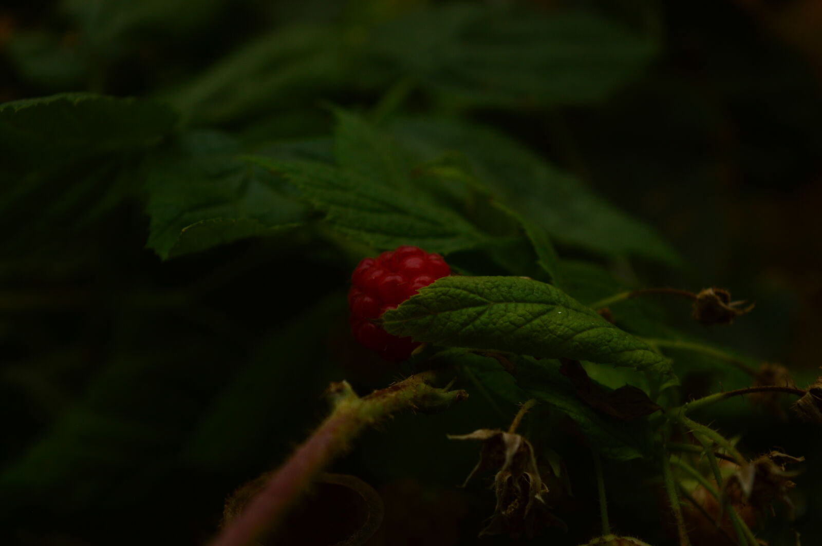 Nikon D3200 sample photo. Raspberry photography
