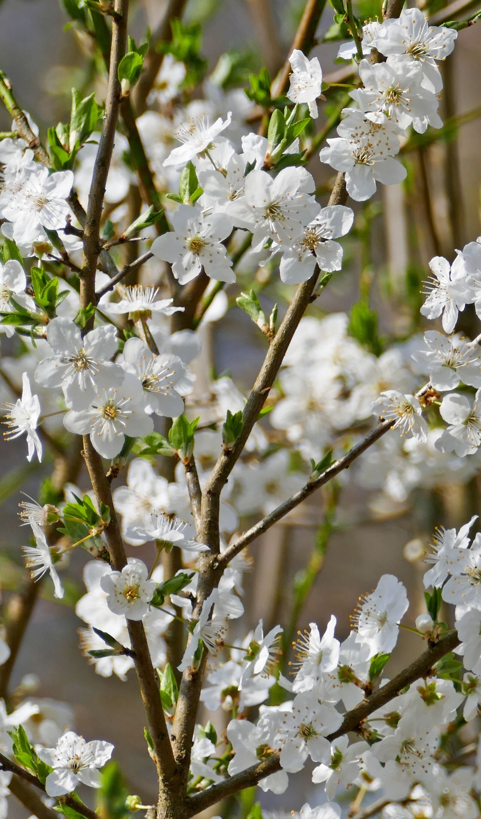 Panasonic Lumix DMC-FZ1000 sample photo. Nature, tree, blossom photography