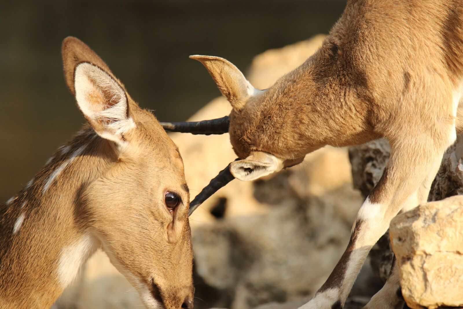 Canon EOS 7D Mark II sample photo. Deer, gazelle, animal photography