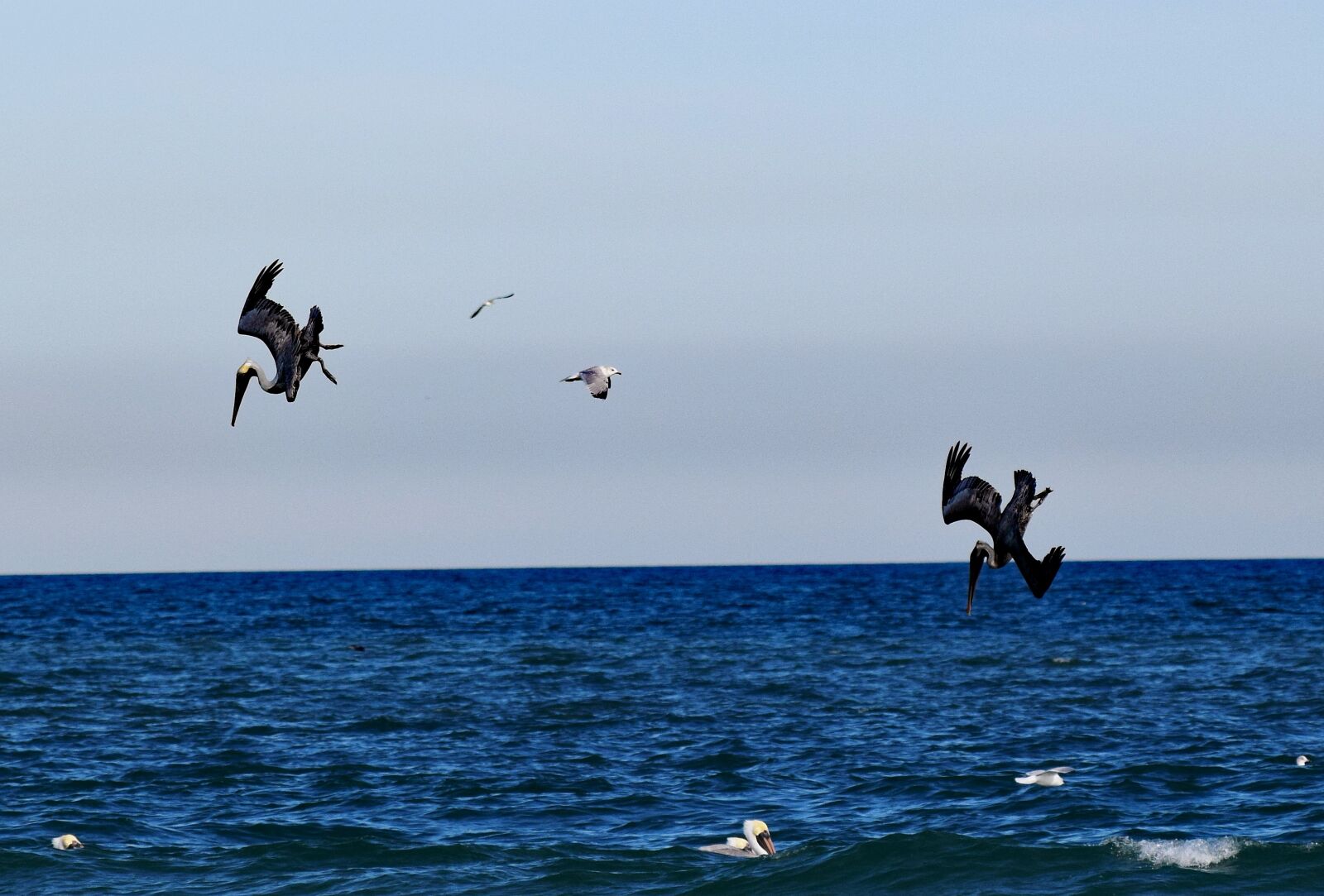 Nikon D3300 sample photo. Pelicans, ocean, hunting photography