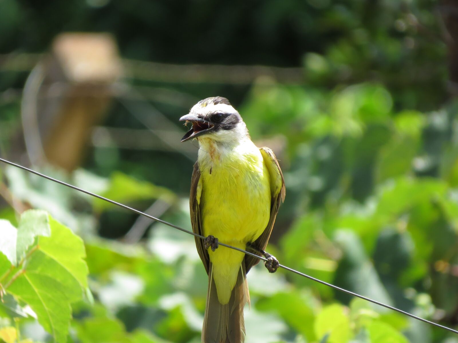Canon PowerShot SX50 HS sample photo. I saw you, bird photography