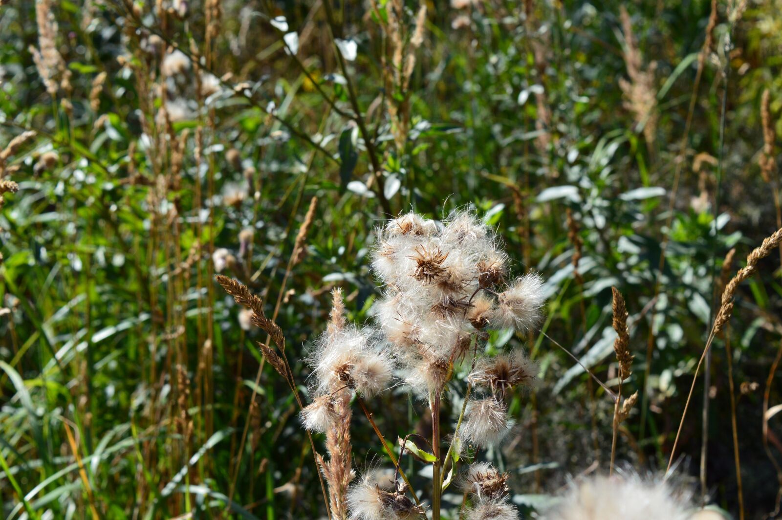 Nikon D3200 sample photo. Furry, seeds, plants photography