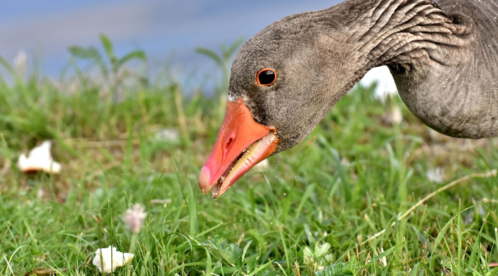 Nikon D7200 sample photo. Goose, wild goose, water photography
