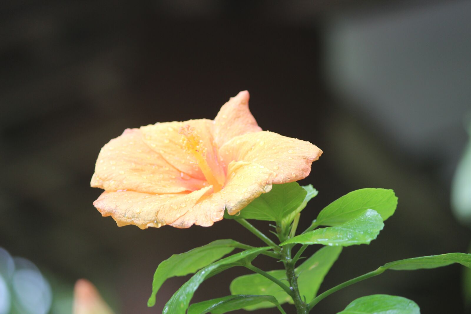 Canon EOS 600D (Rebel EOS T3i / EOS Kiss X5) sample photo. Flower, natural, nature photography