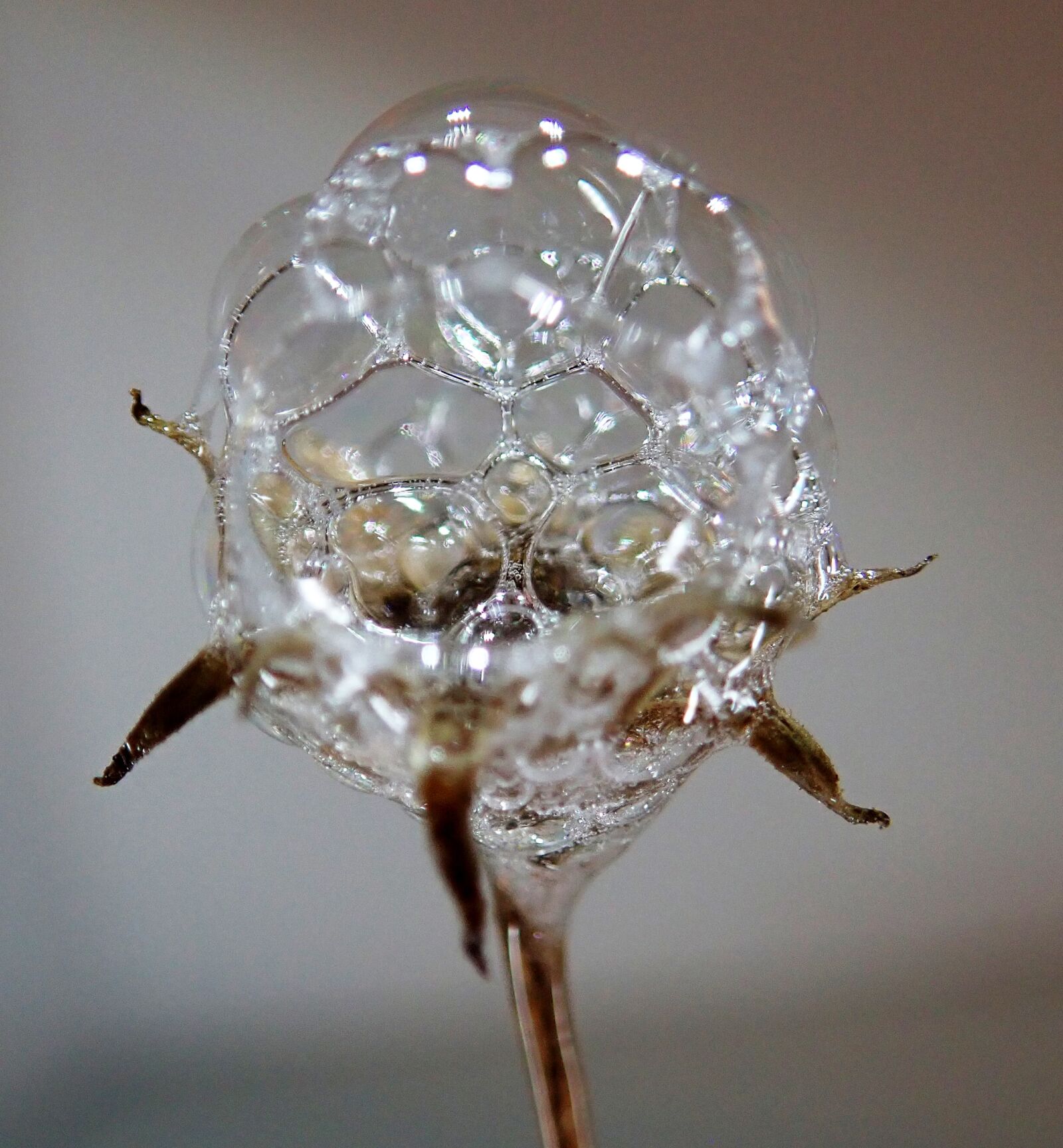 Olympus TG-5 sample photo. Bubbles, soap, seed head photography