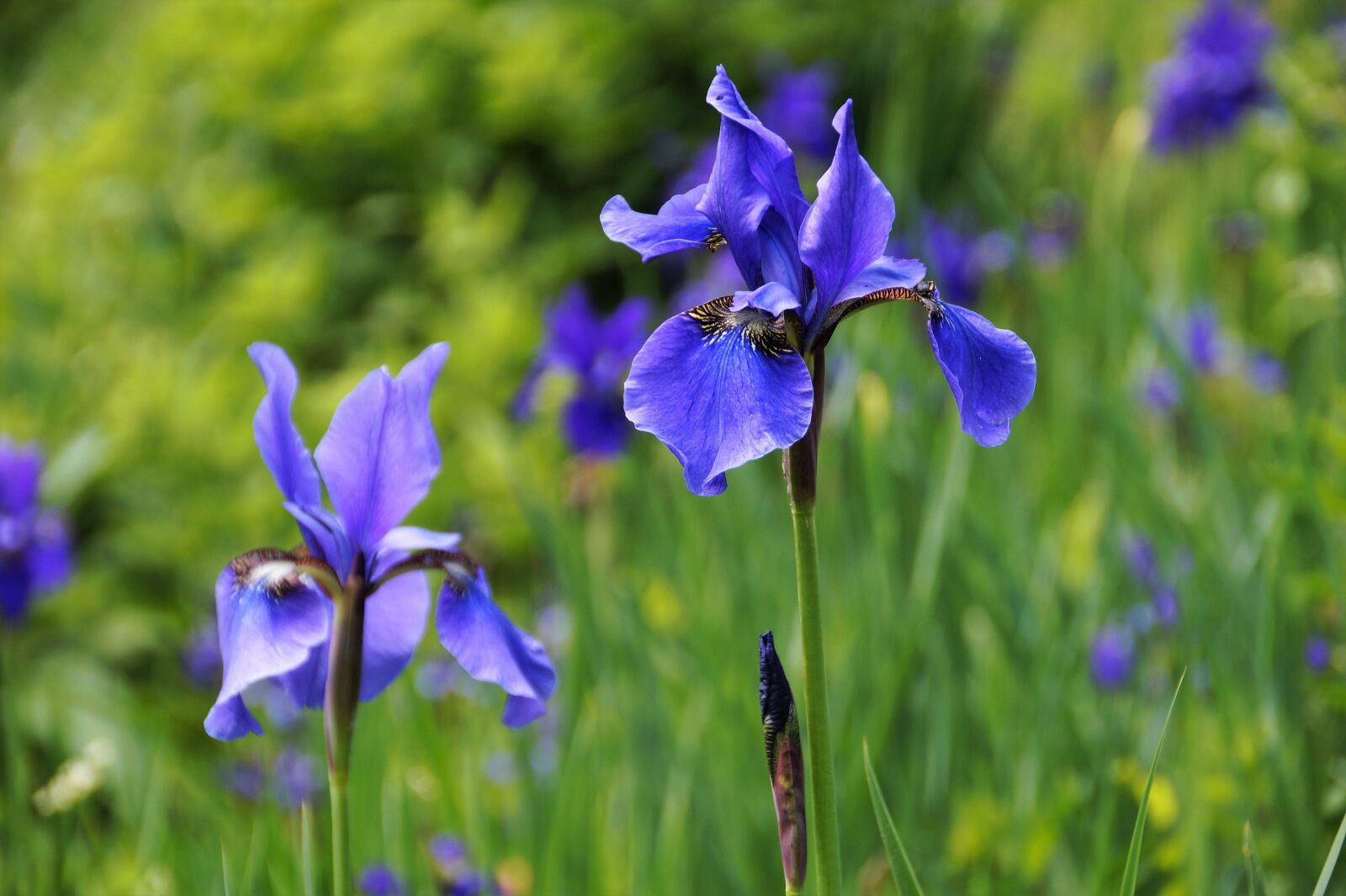 Sony SLT-A58 sample photo. Iris, water, flowering photography