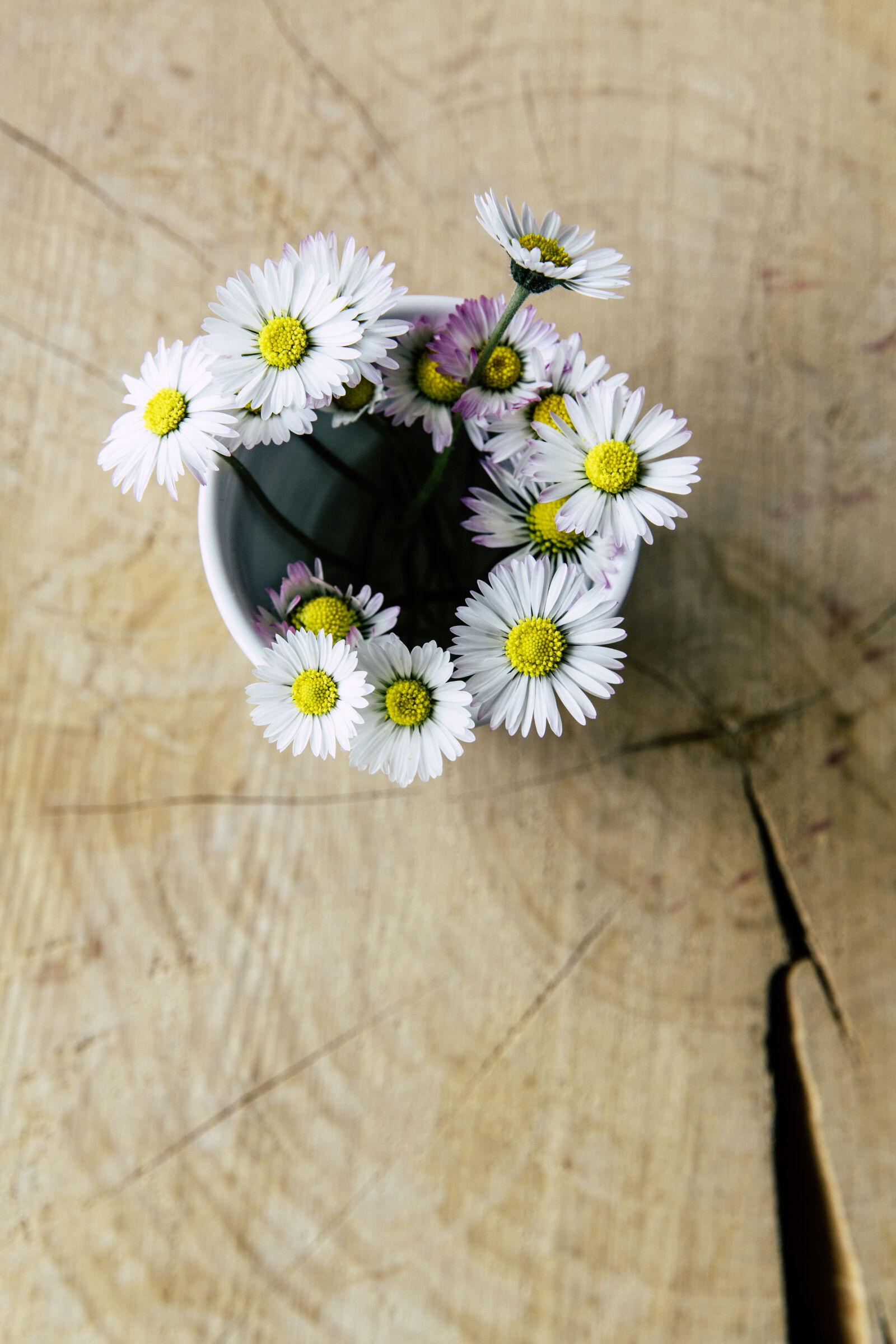 Canon EF 24-70mm F2.8L II USM sample photo. Flowers, summer, texture, colorful photography