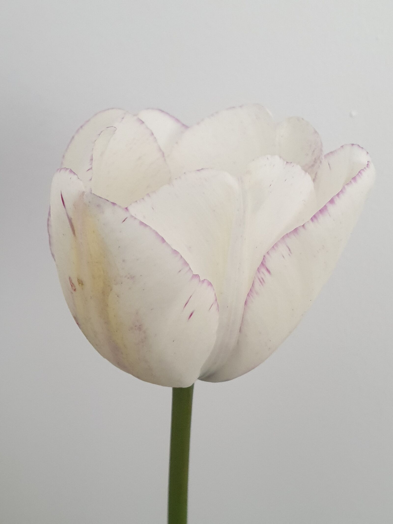 Samsung Galaxy Note9 sample photo. Tulip, flower, white photography