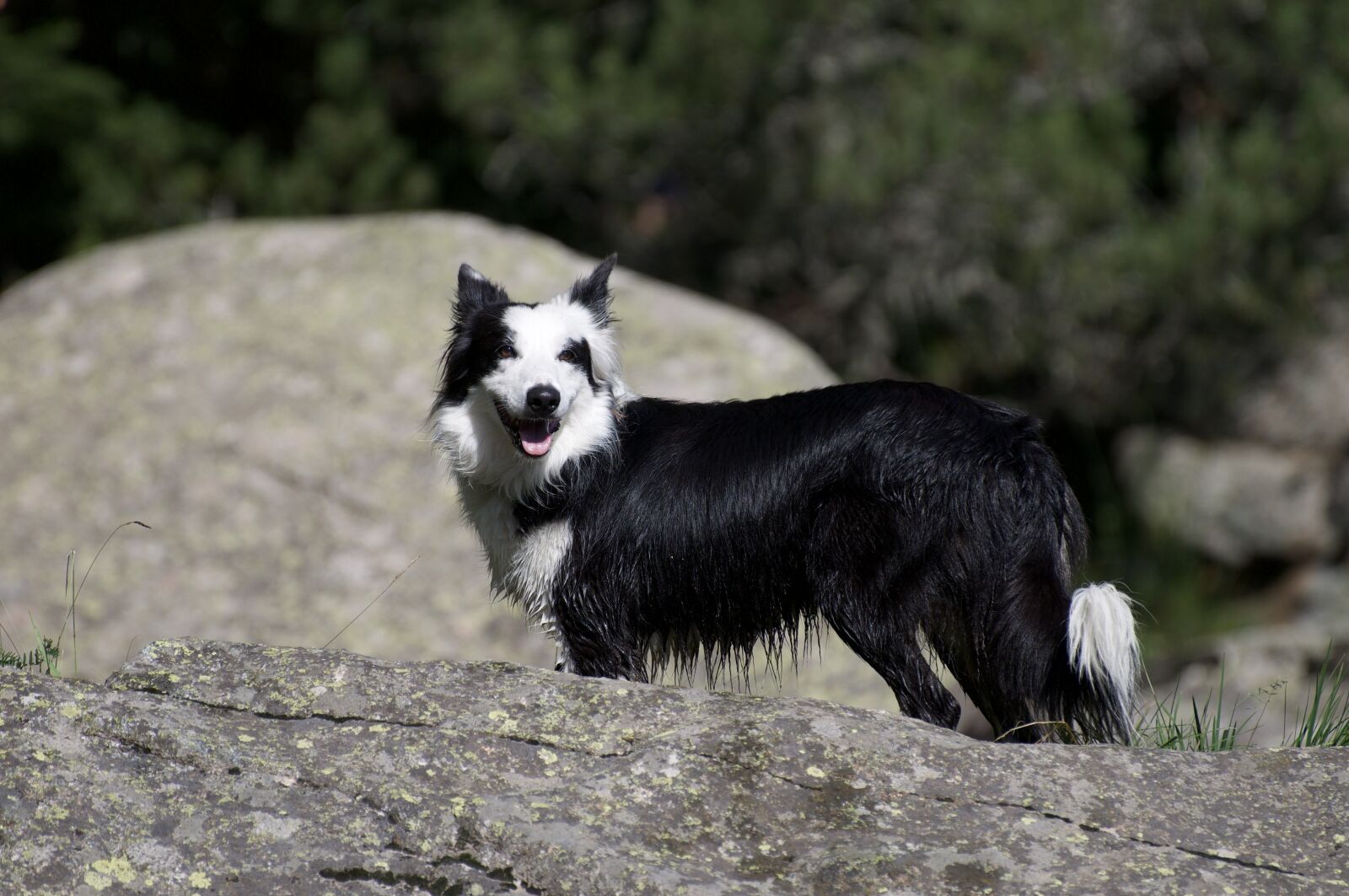 Nikon D300 sample photo. Border, dog, nature photography