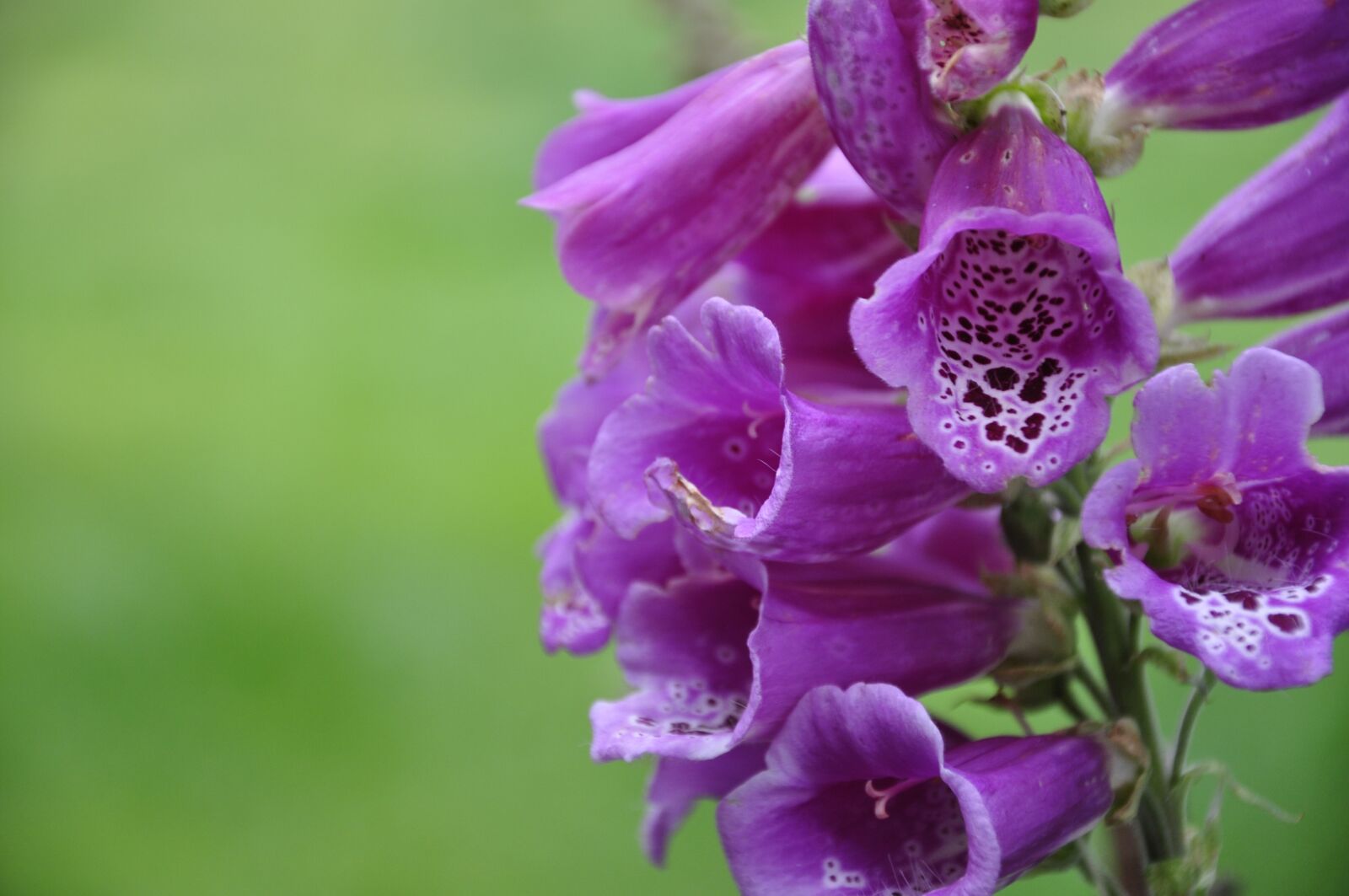 Nikon D5000 sample photo. Flower, plant, blossom photography
