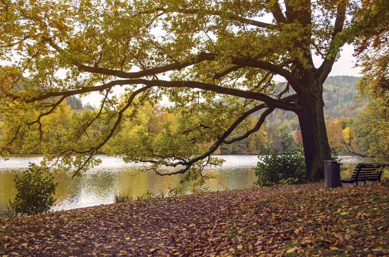 Nikon D5100 sample photo. Autumn, nature, tree photography